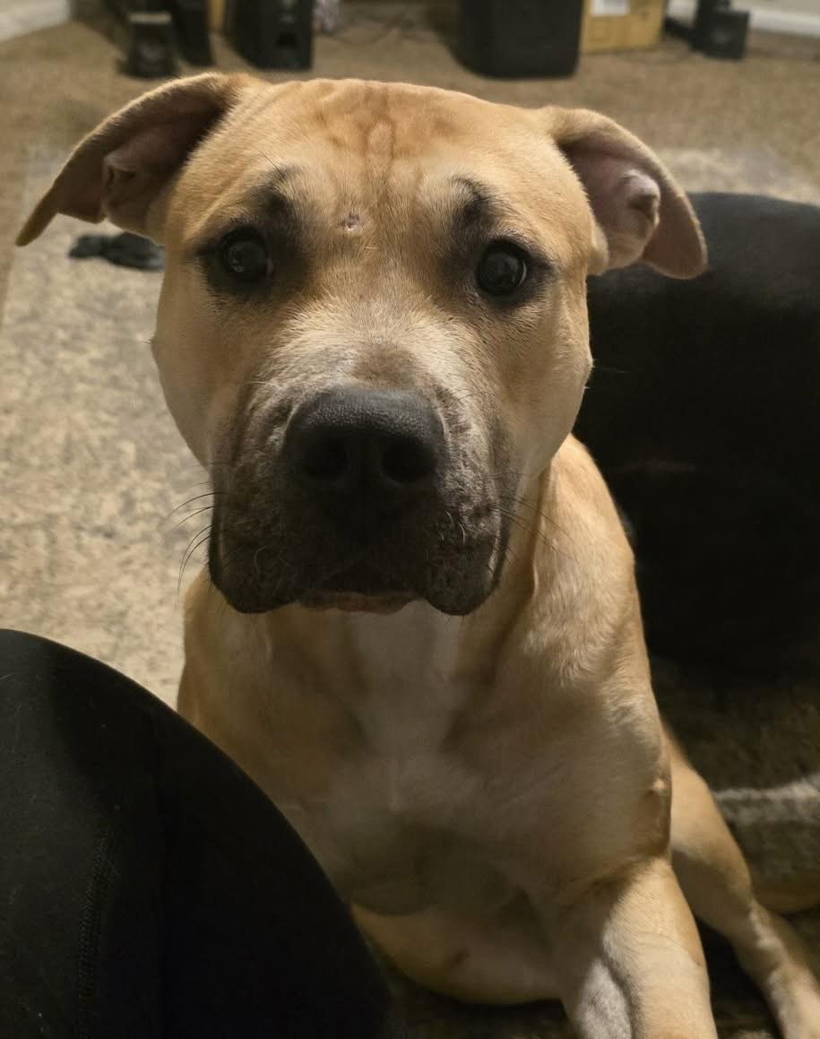 Enlarge Phoenix #2, a Adoptable mixed breed in Columbia, MO image 1/1