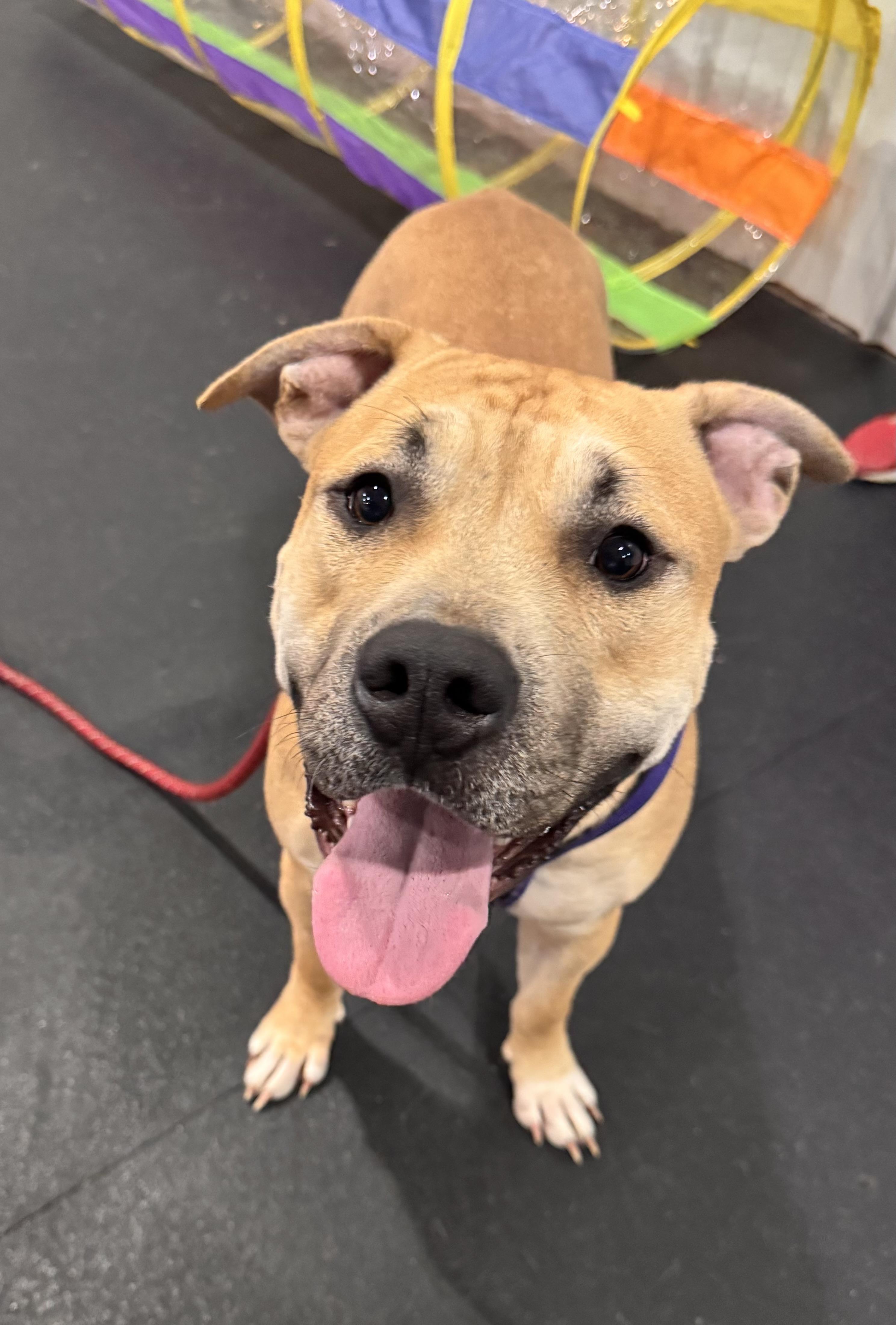 Phoenix #2, Adoptable, Adult Female Pit Bull Terrier.