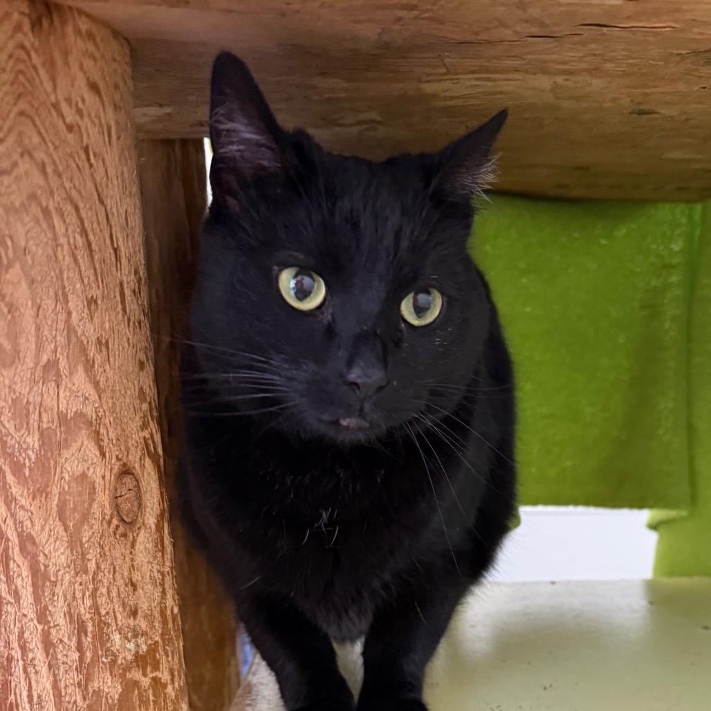 Onyx, Adoptable, Adult Female Domestic Short Hair.