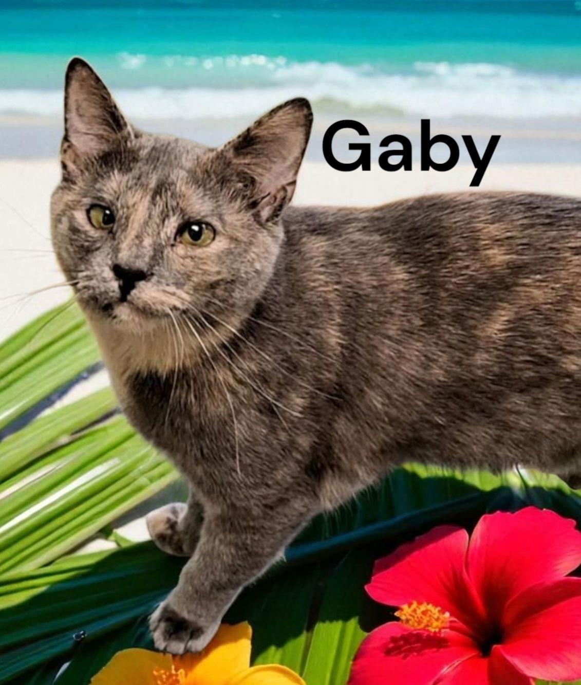 Gaby, Adoptable, Adult Female Dilute Calico.