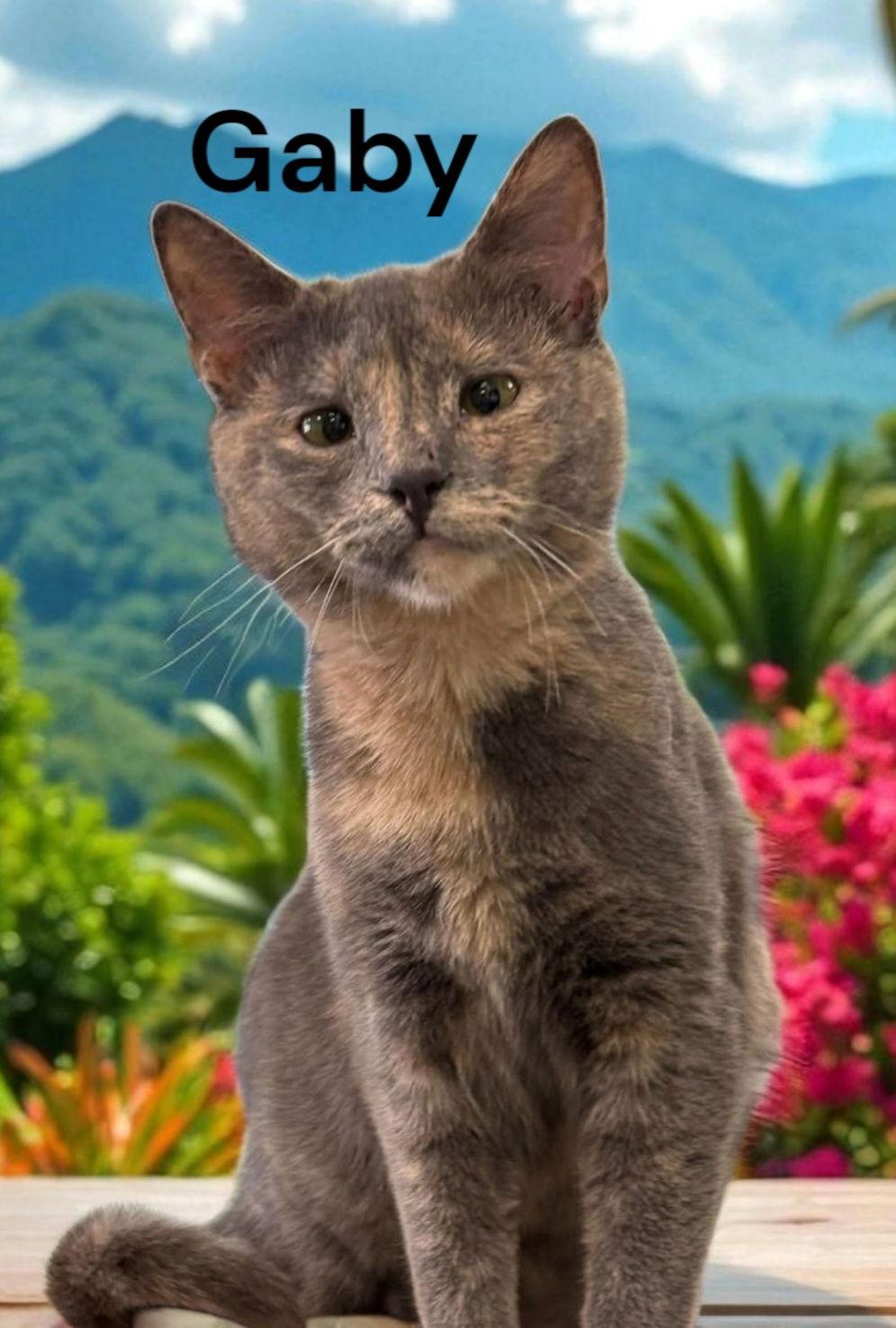 Enlarge Gaby, a Adoptable Dilute Calico in Chesapeake, VA image 3/3