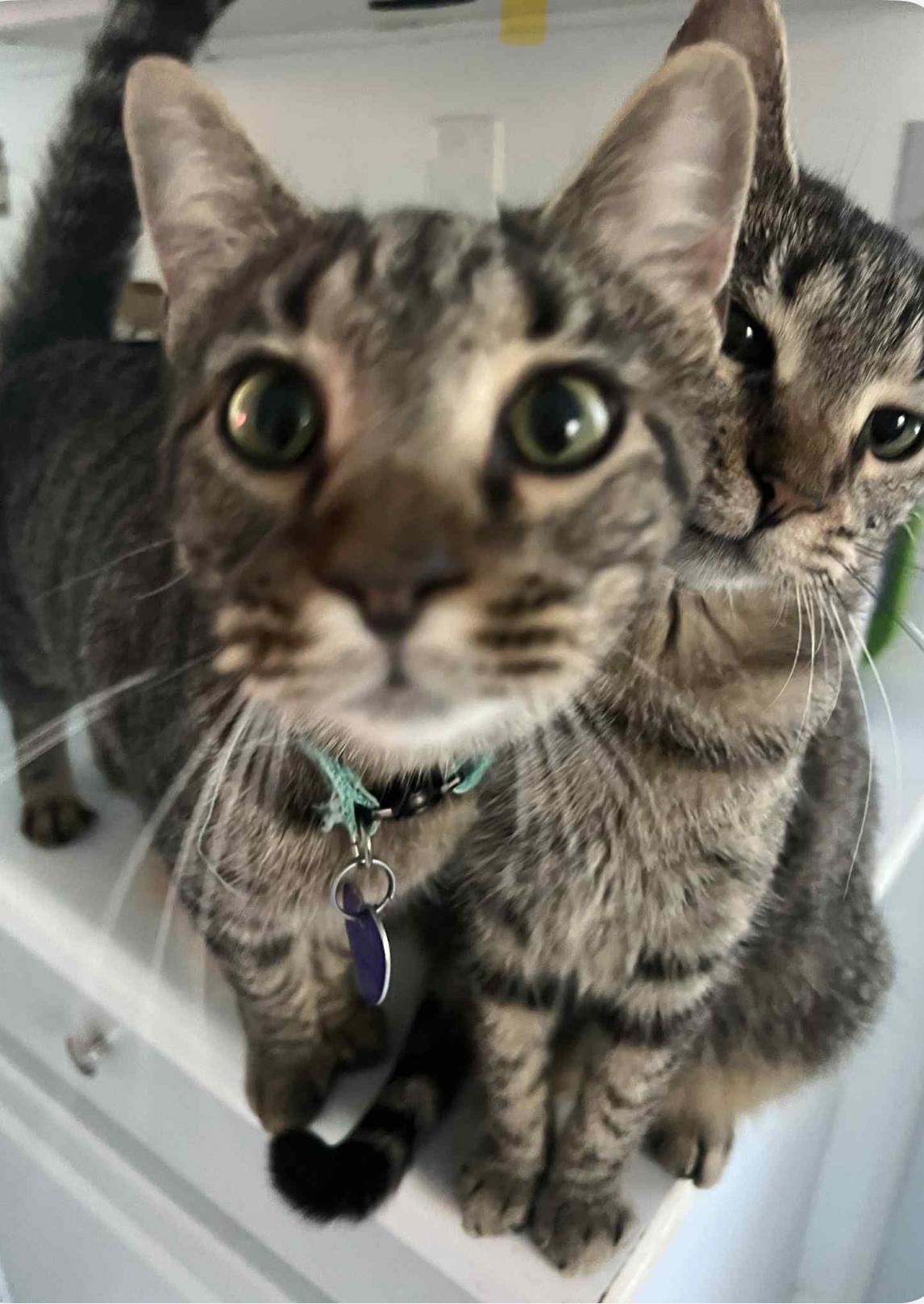 Enlarge Twilight and Toffee, a Adoptable Domestic Short Hair in North Vernon, IN image 6/6