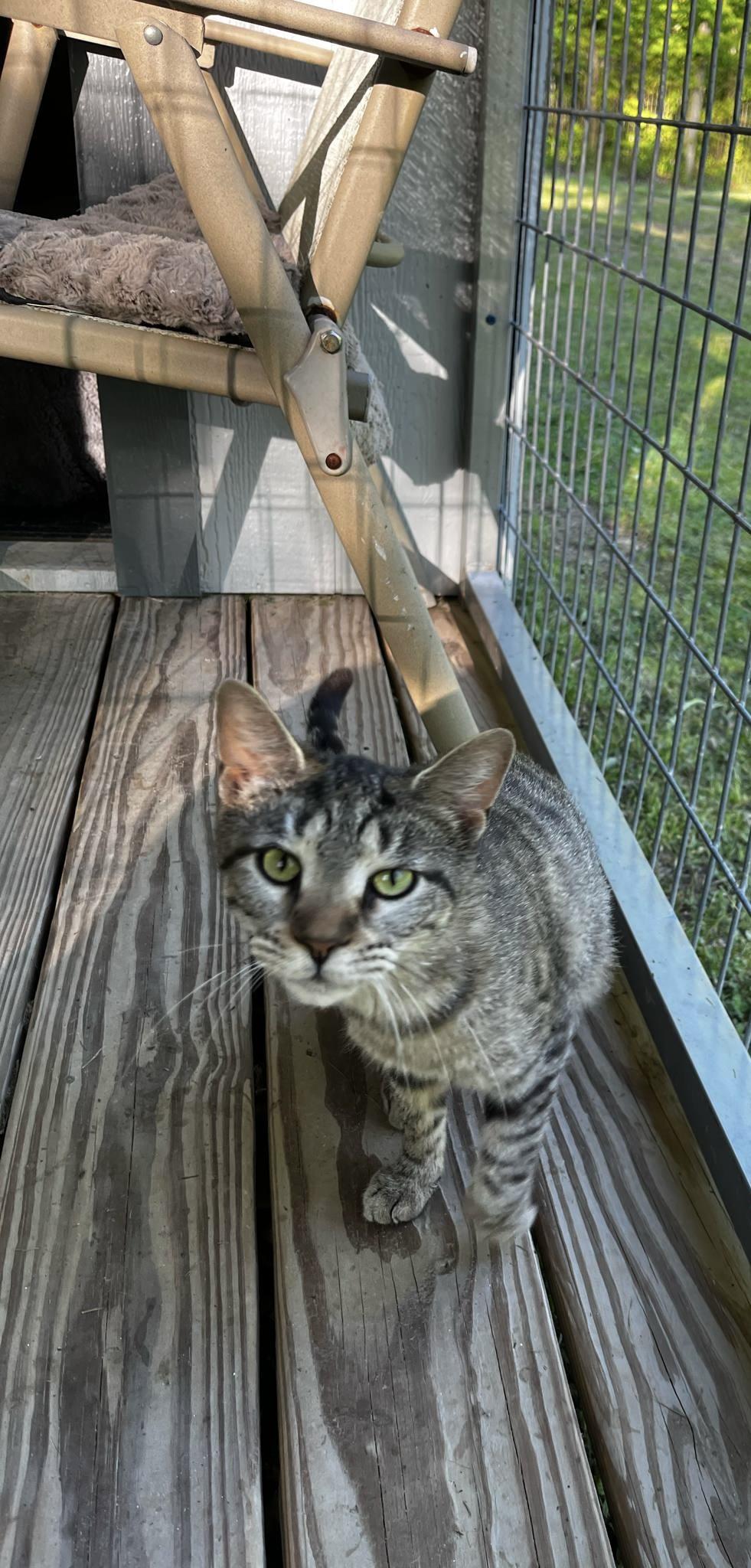 Enlarge Twilight and Toffee, a Adoptable Domestic Short Hair in North Vernon, IN image 3/6