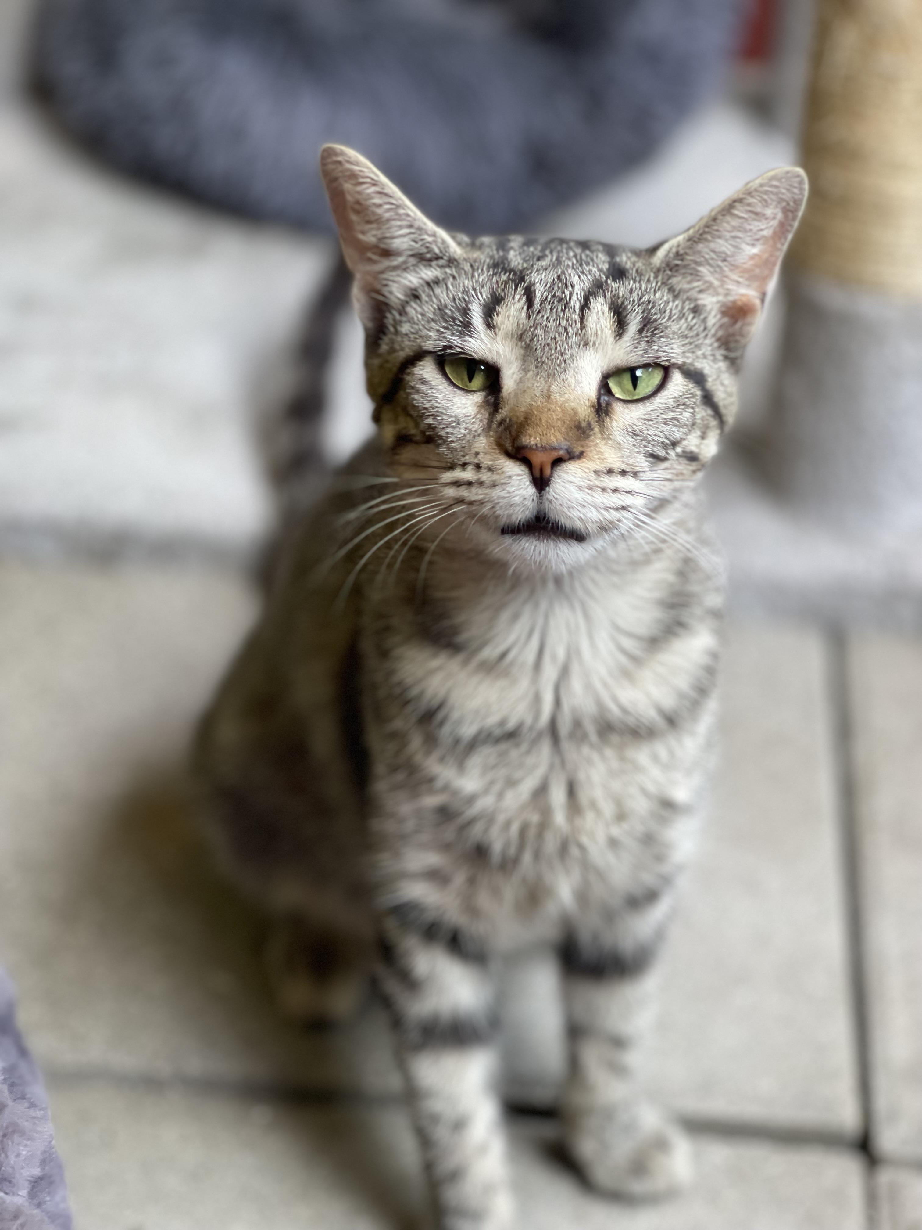 Enlarge Twilight and Toffee, a Adoptable Domestic Short Hair in North Vernon, IN image 4/6