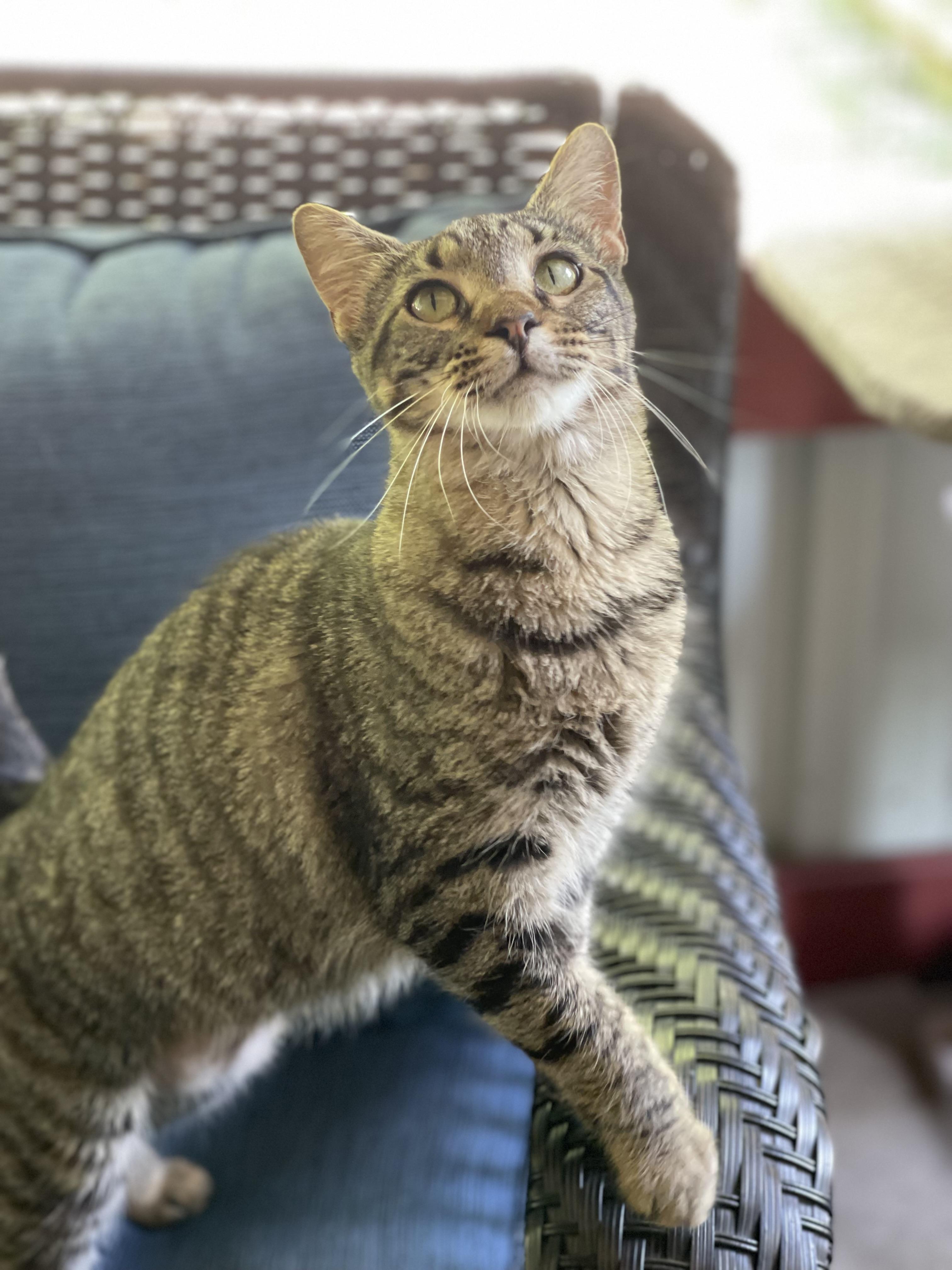 Twilight and Toffee, Adoptable, Adult Female Domestic Short Hair.