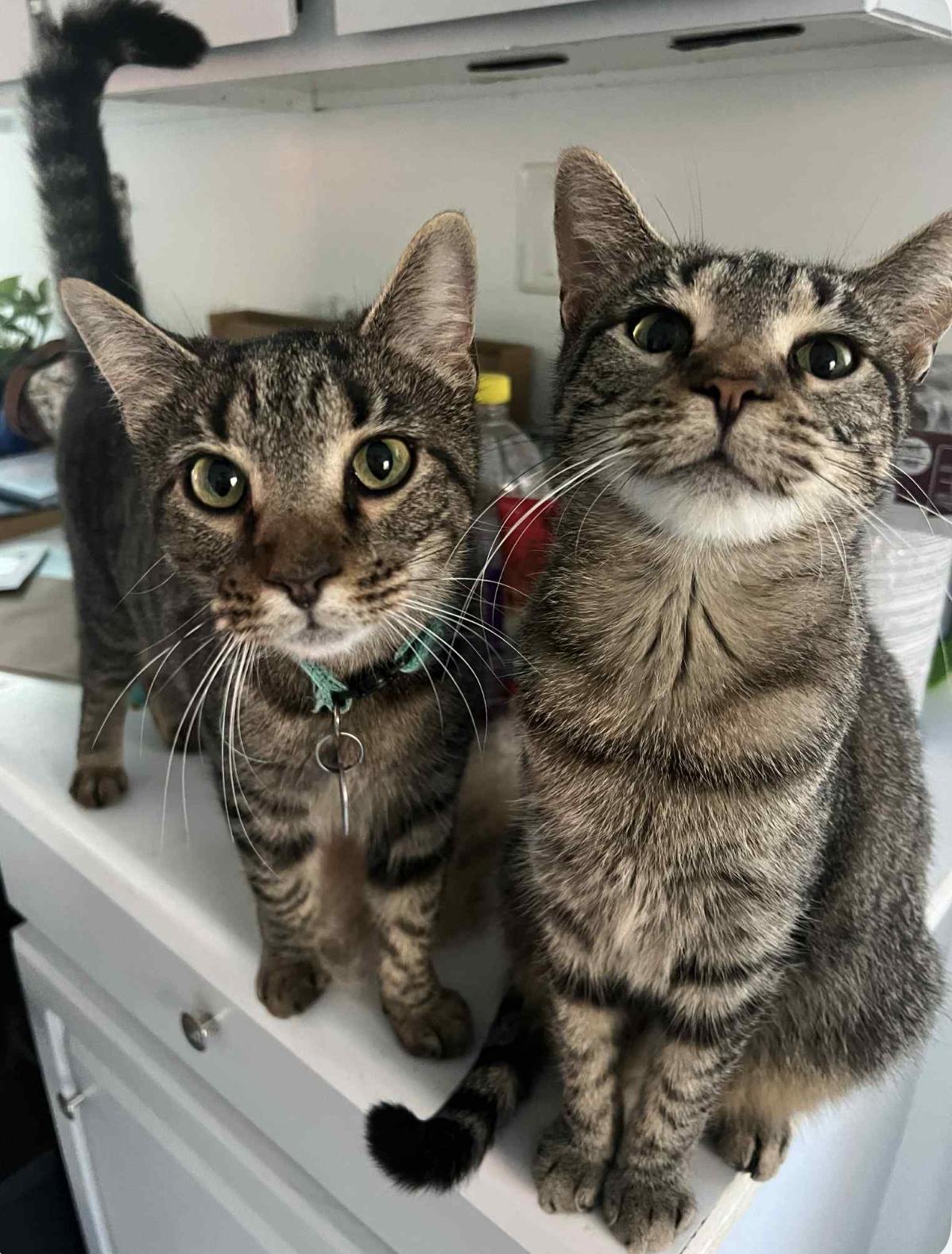 Twilight and Toffee, Adoptable, Adult Female Domestic Short Hair.