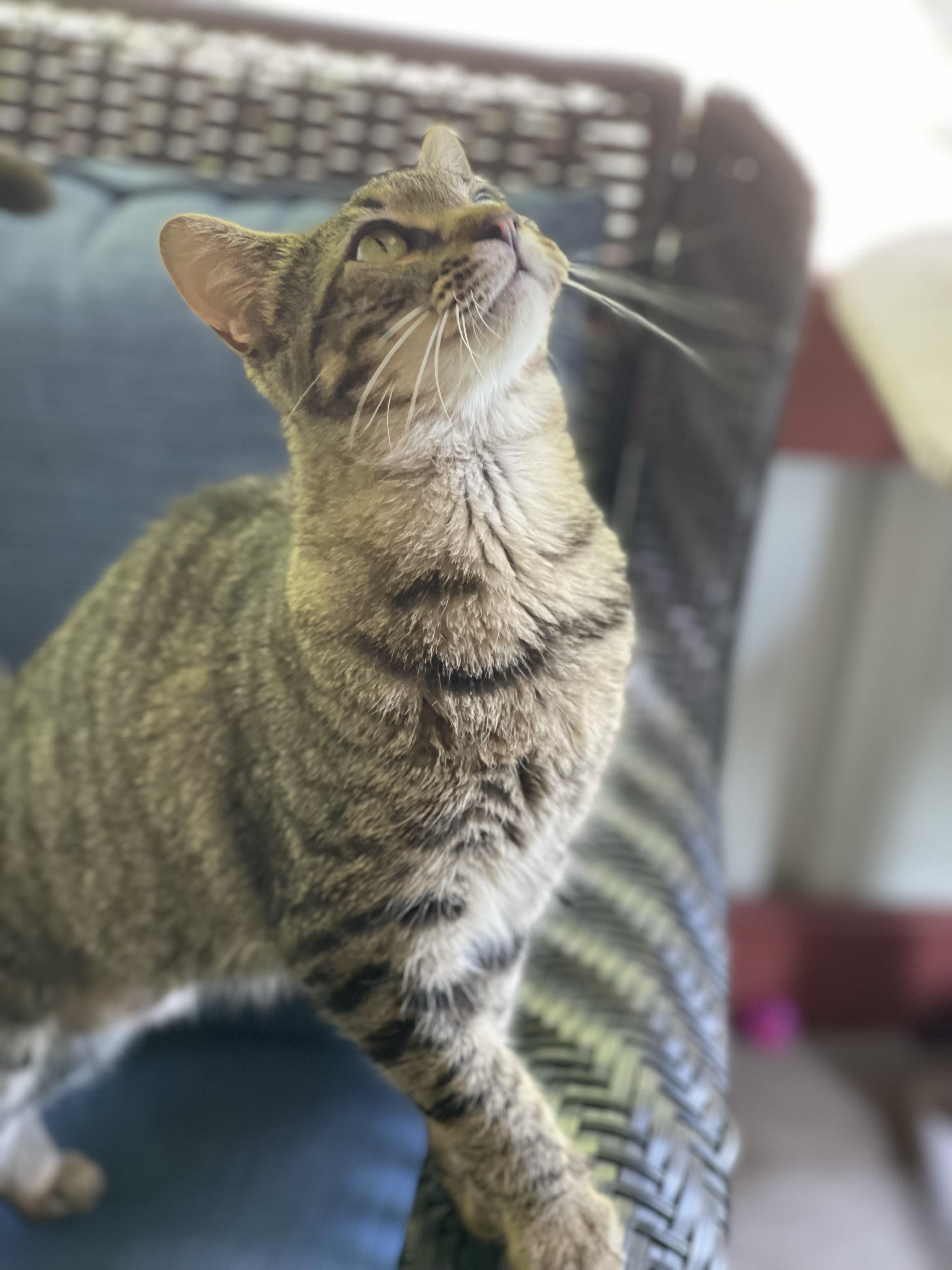 Enlarge Twilight and Toffee, a Adoptable Domestic Short Hair in North Vernon, IN image 5/6