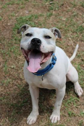 06498b Richie, a Adoptable mixed breed in North Charleston, SC image 1/3