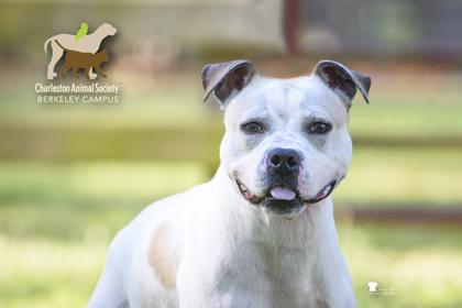 06498b Richie, Adoptable, Adult Male American Staffordshire Terrier & Mixed Breed.
