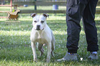 06498b Richie, a Adoptable mixed breed in North Charleston, SC image 3/3