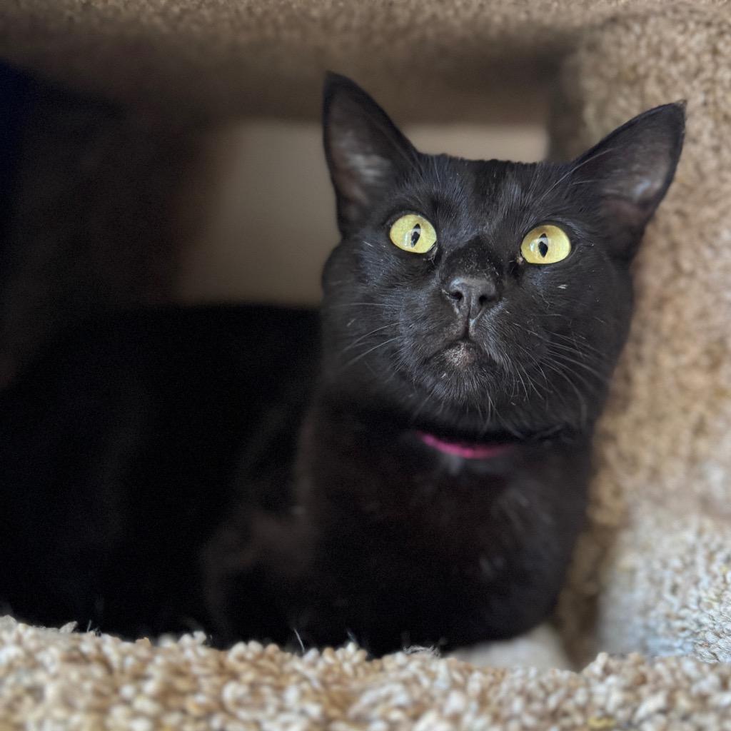 Adelaida, a Adoptable mixed breed in Cambria, CA image 1/6