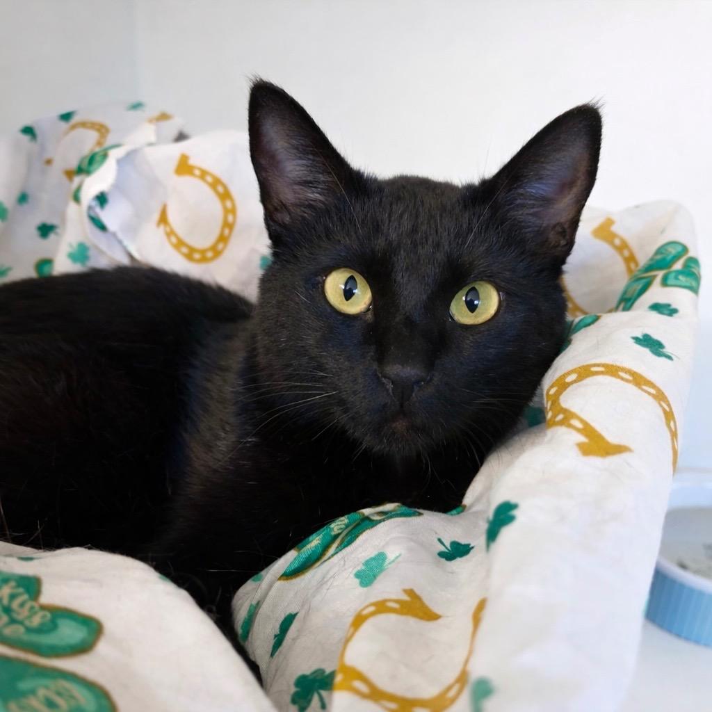 Adelaida, Adoptable, Young Female Domestic Short Hair.