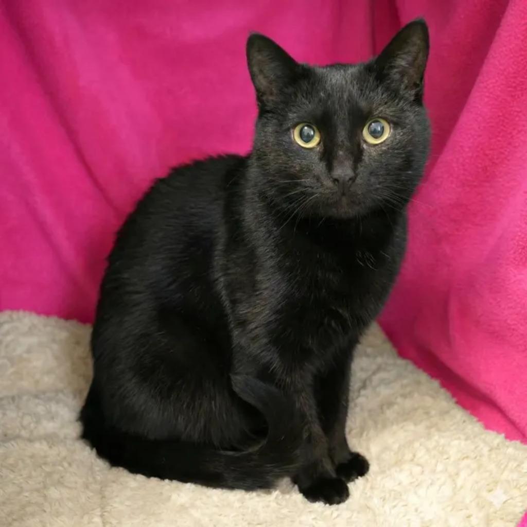 Adelaida, Adoptable, Young Female Domestic Short Hair.
