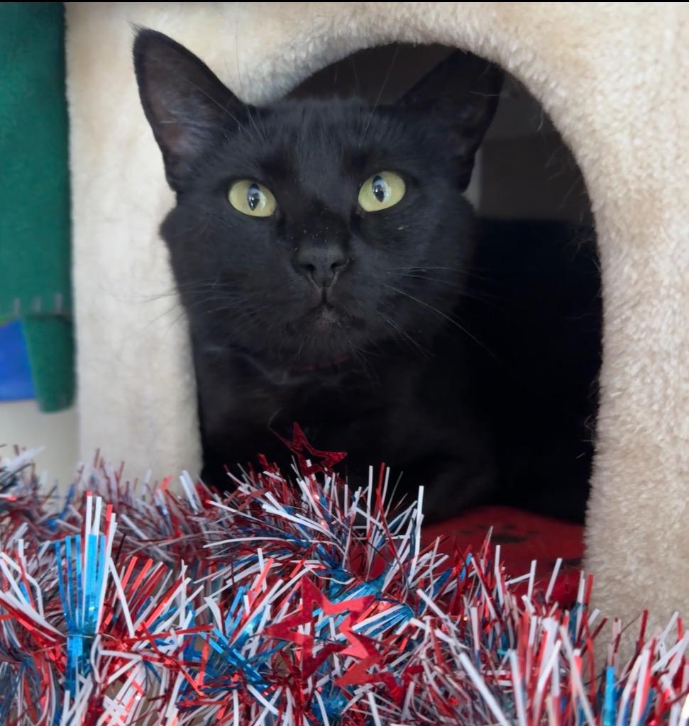 Enlarge Adelaida, a Adoptable mixed breed in Cambria, CA image 3/6