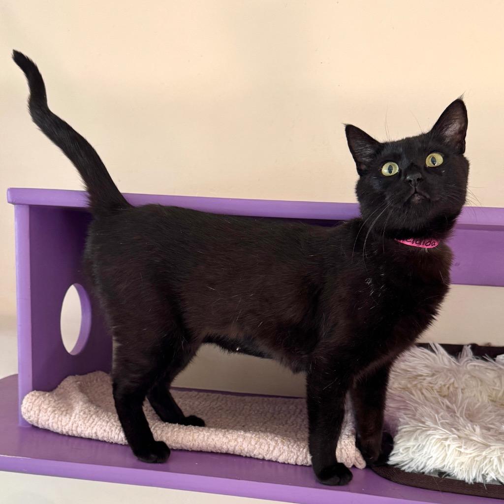Enlarge Adelaida, a Adoptable mixed breed in Cambria, CA image 4/6