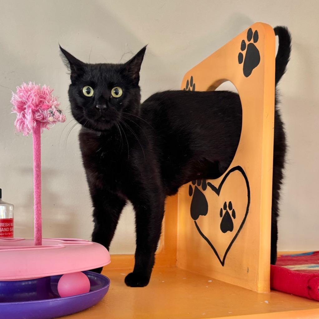 Enlarge Adelaida, a Adoptable mixed breed in Cambria, CA image 3/6