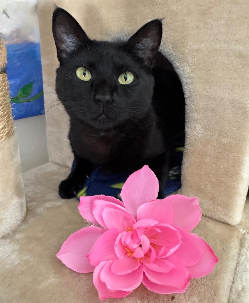 Adelaida, Adoptable, Young Female Domestic Short Hair.