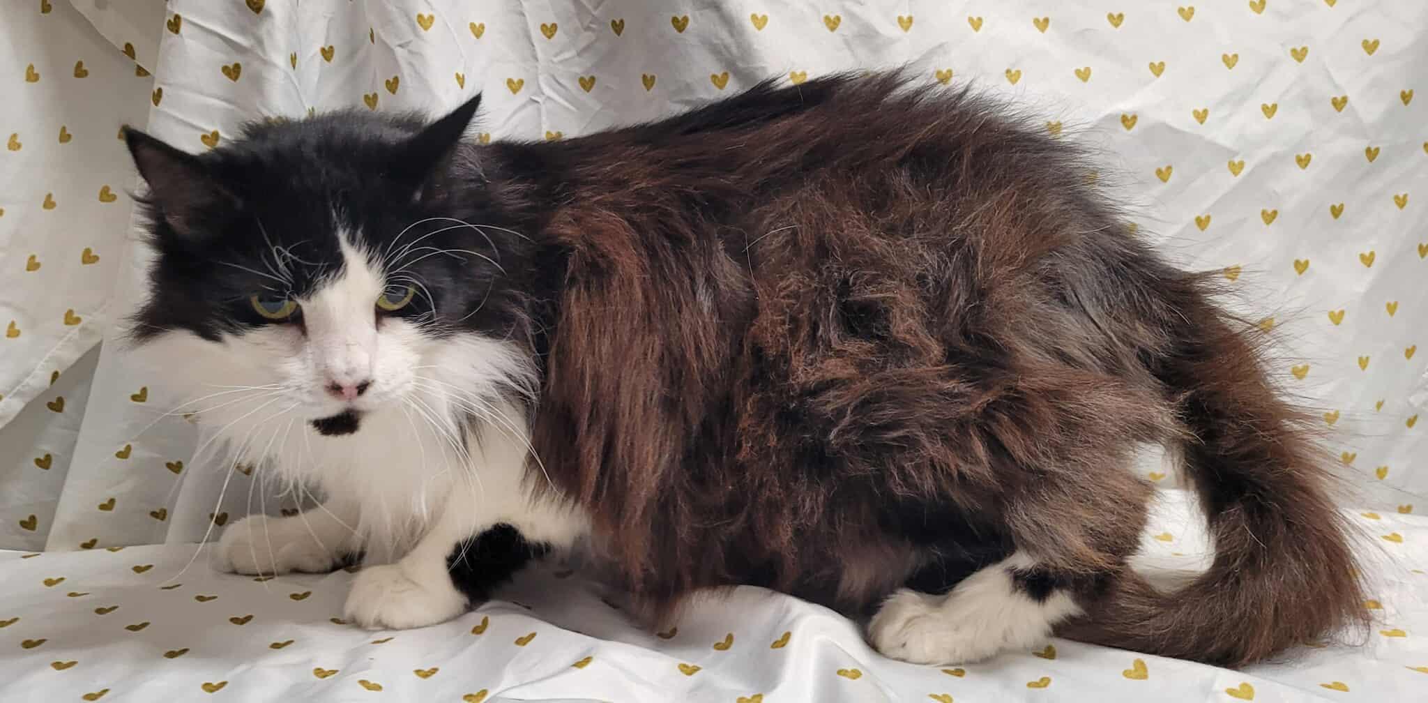 Enlarge Carrie, a Adoptable Domestic Long Hair in Caro, MI image 1/1