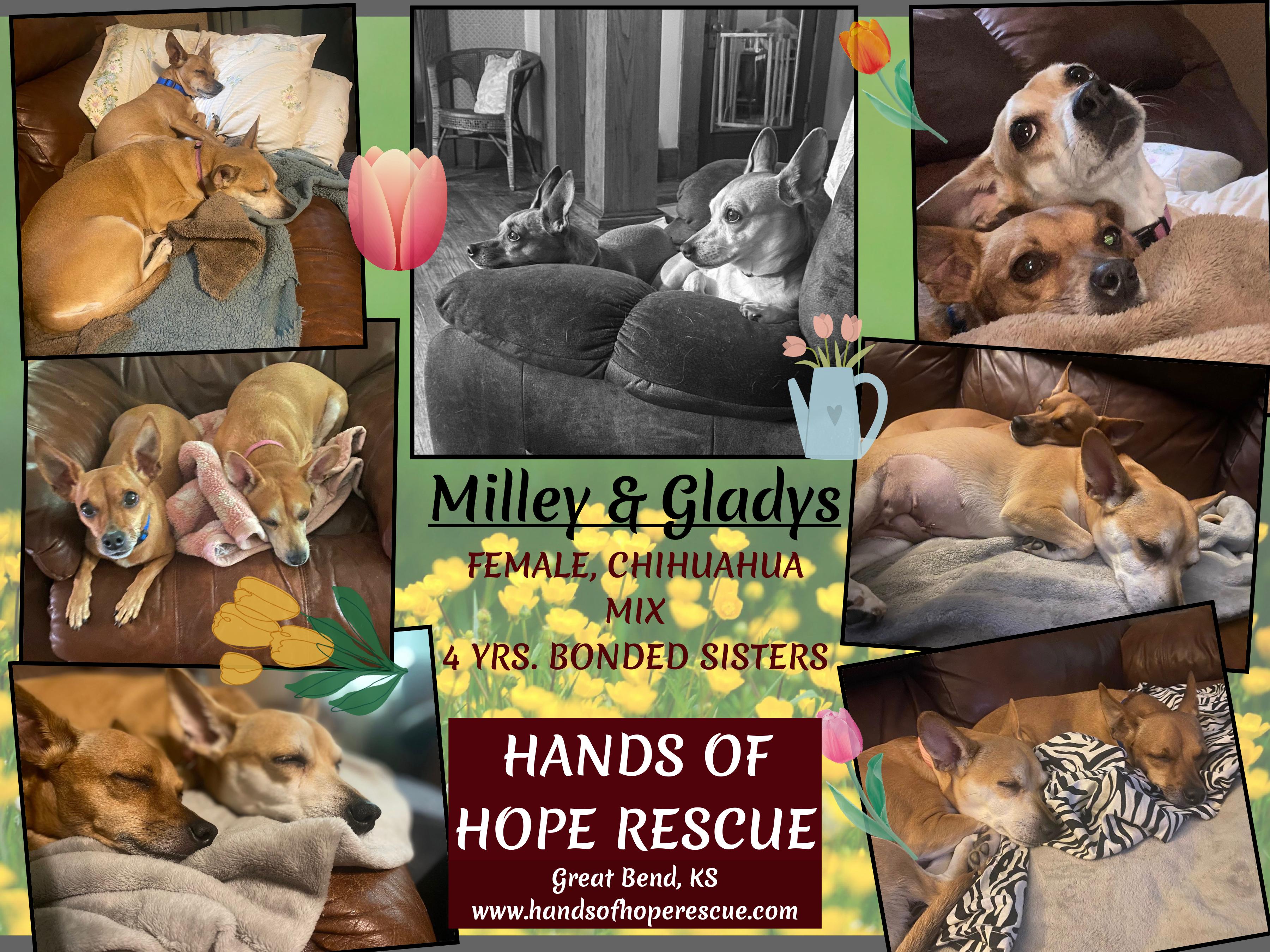 Milley and Gladys, an adoptable Chihuahua in Great Bend, KS, 67530 | Photo Image 1
