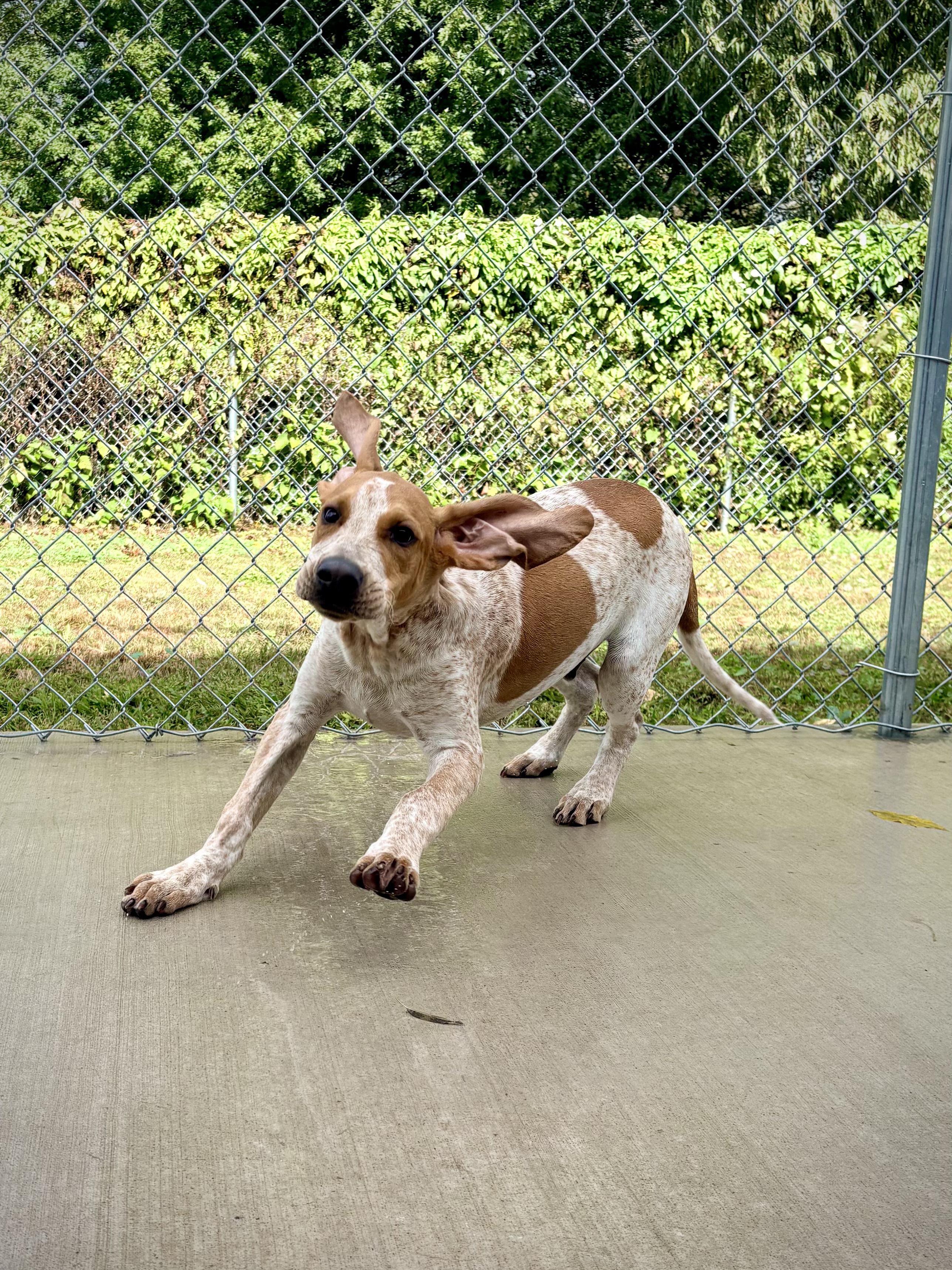 Enlarge Foghorn, a Adopted English Coonhound in Kalamazoo, MI image 5/6