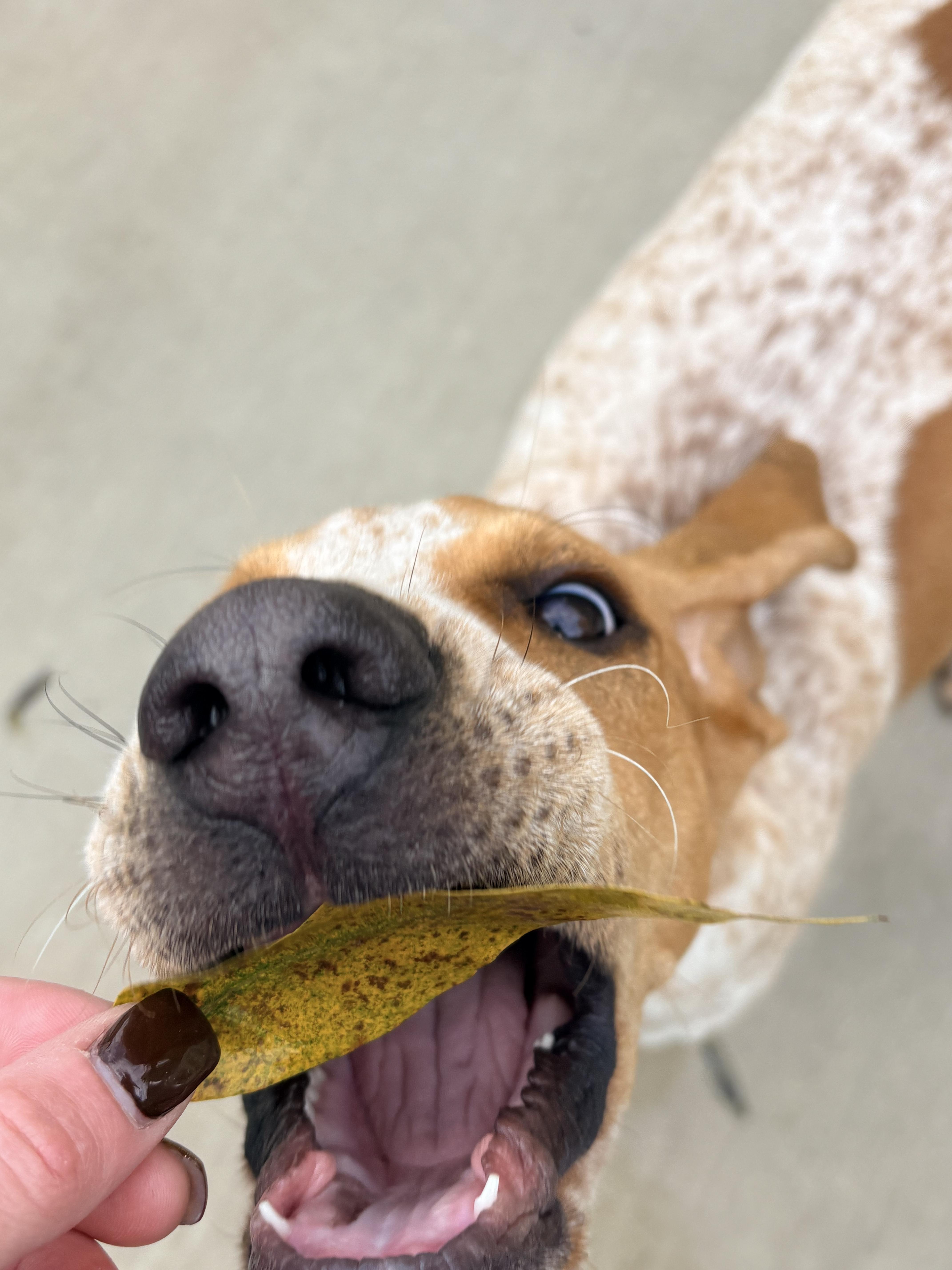 Enlarge Foghorn, a Adopted English Coonhound in Kalamazoo, MI image 2/6