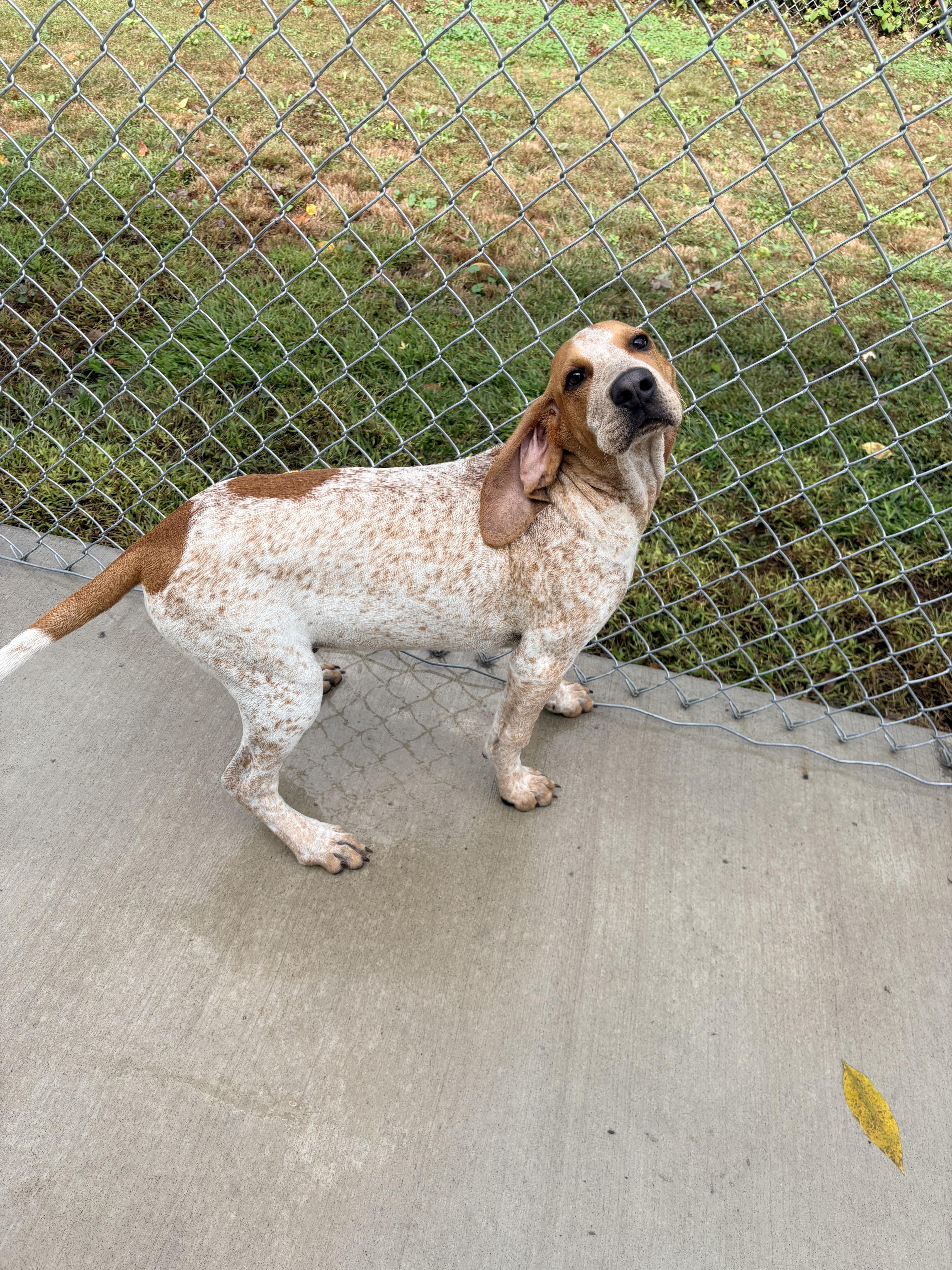 Enlarge Foghorn, a Adopted English Coonhound in Kalamazoo, MI image 4/6
