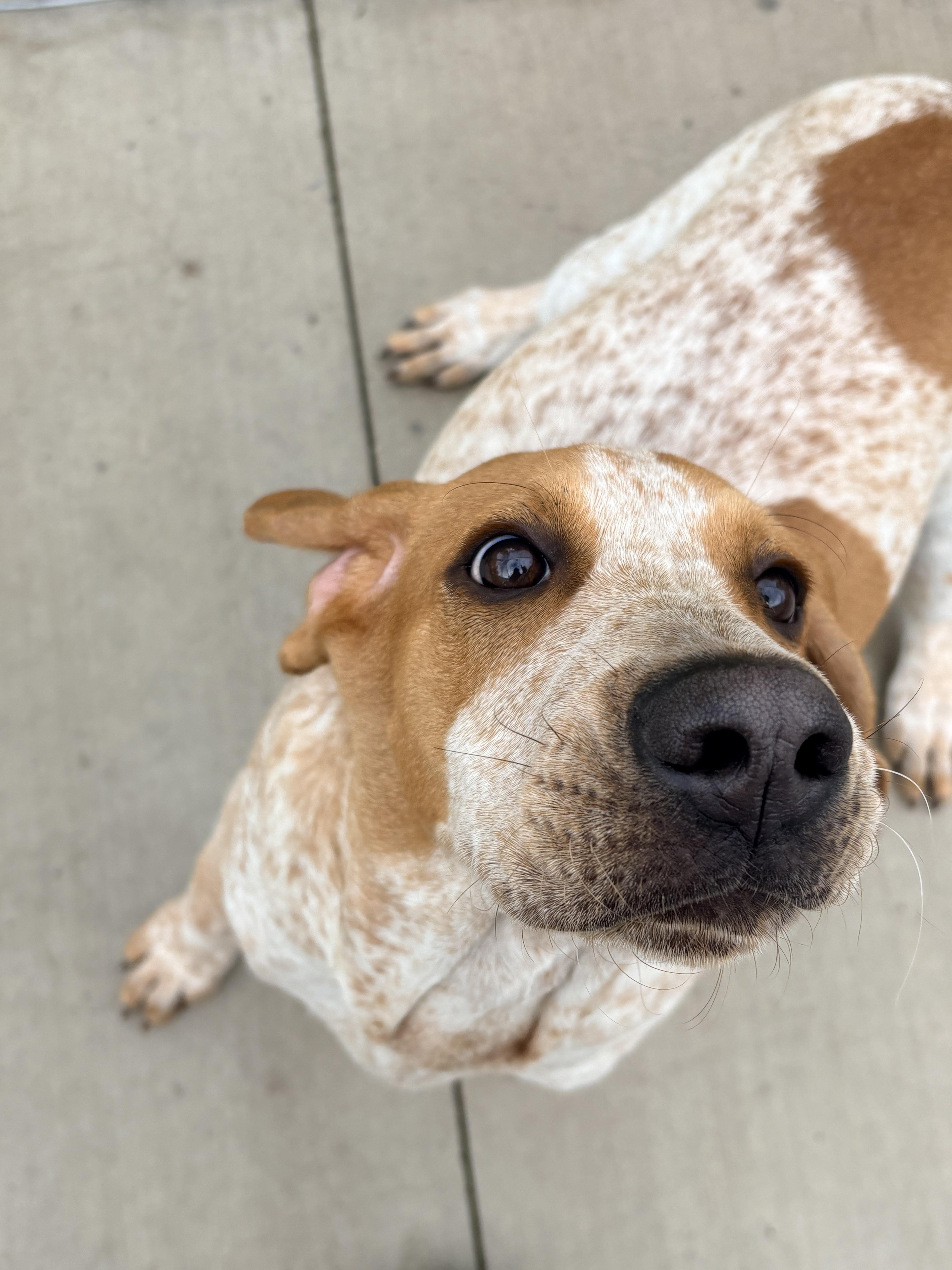 Foghorn, Adopted, Puppy Male English Coonhound.