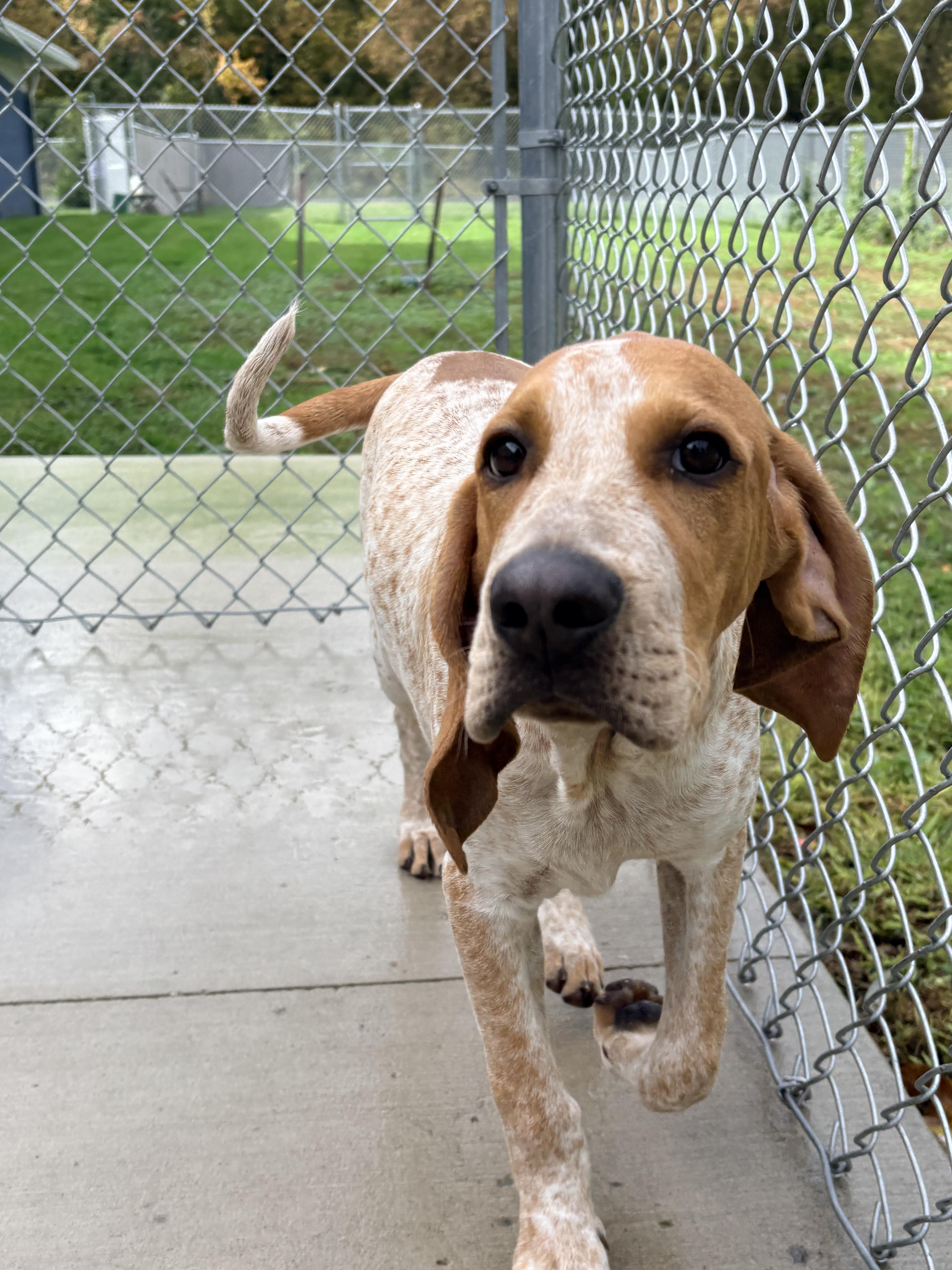 Enlarge Foghorn, a Adopted English Coonhound in Kalamazoo, MI image 6/6
