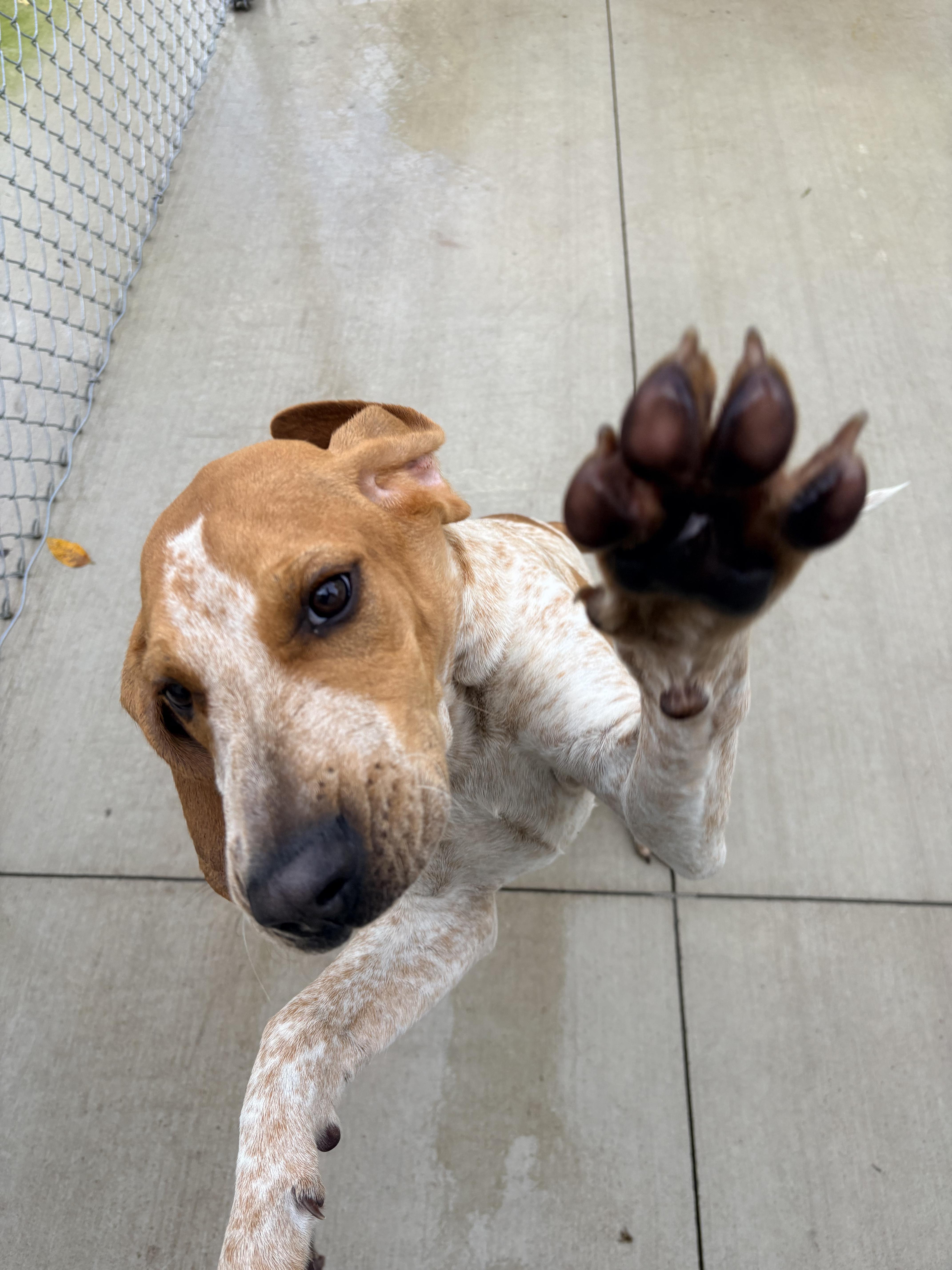 Enlarge Foghorn, a Adopted English Coonhound in Kalamazoo, MI image 3/6
