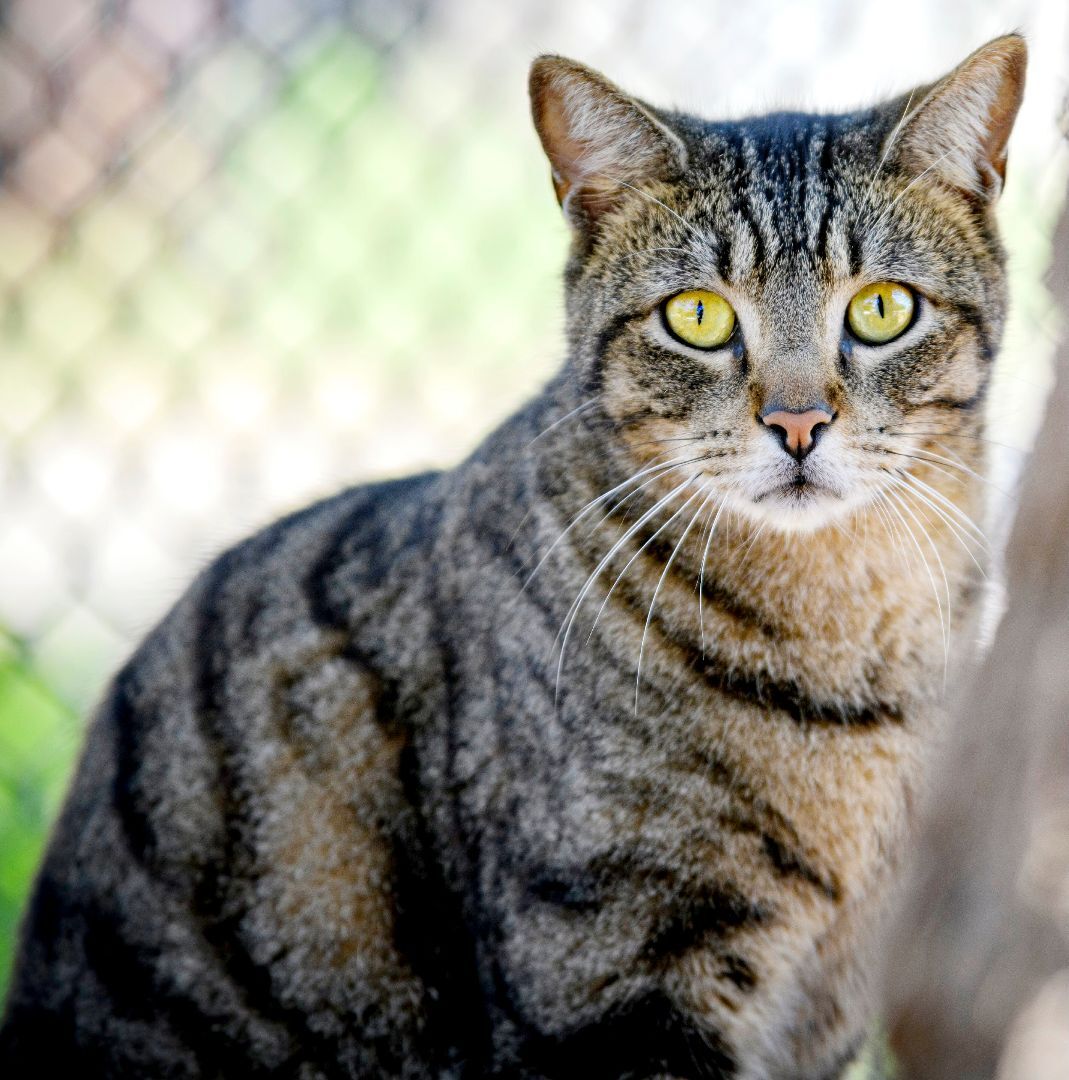 Asher, a Adoptable mixed breed in Bulverde, TX image 1/12