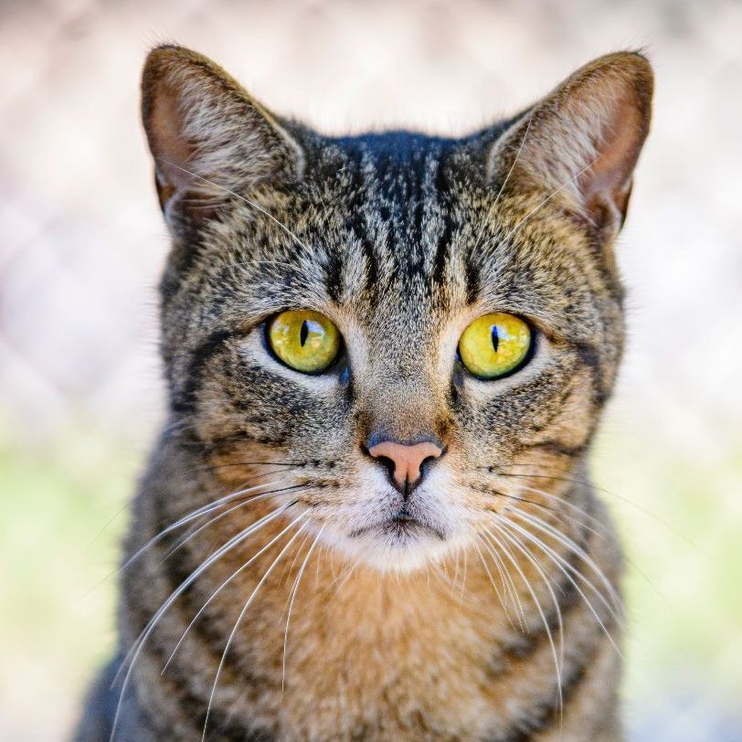 Asher, a Adoptable mixed breed in Bulverde, TX image 2/12