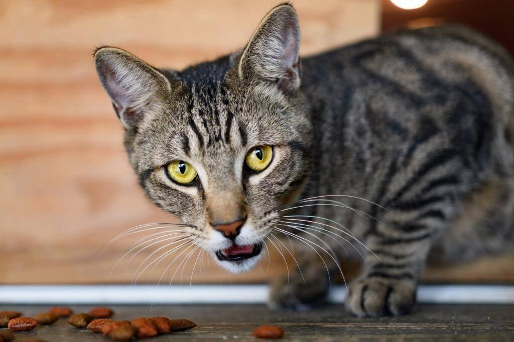 Asher, a Adoptable mixed breed in Bulverde, TX image 3/12