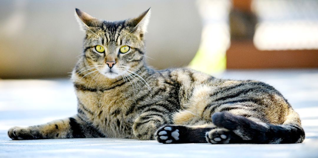 Asher, a Adoptable mixed breed in Bulverde, TX image 4/12