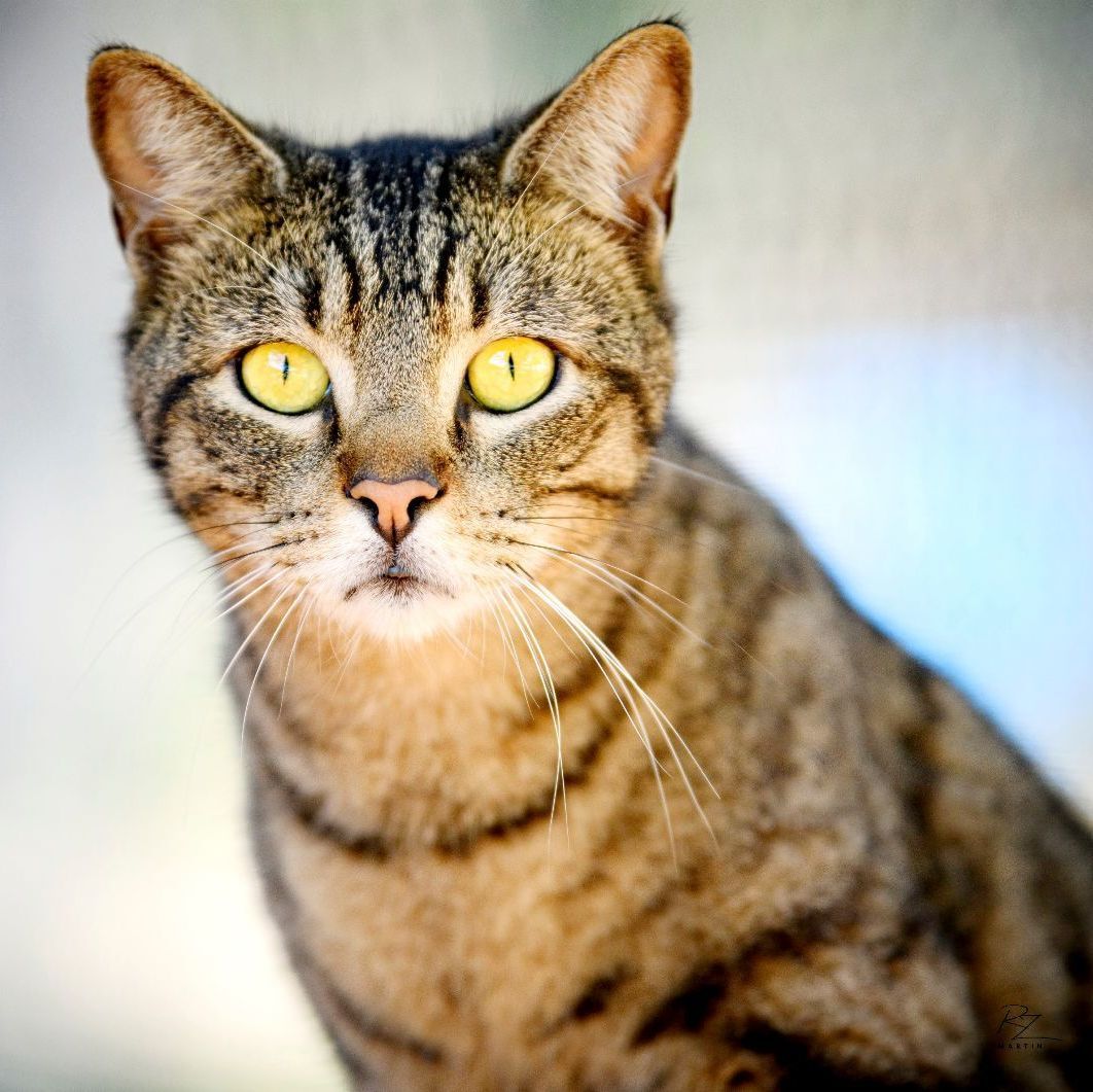 Asher, a Adoptable mixed breed in Bulverde, TX image 5/12