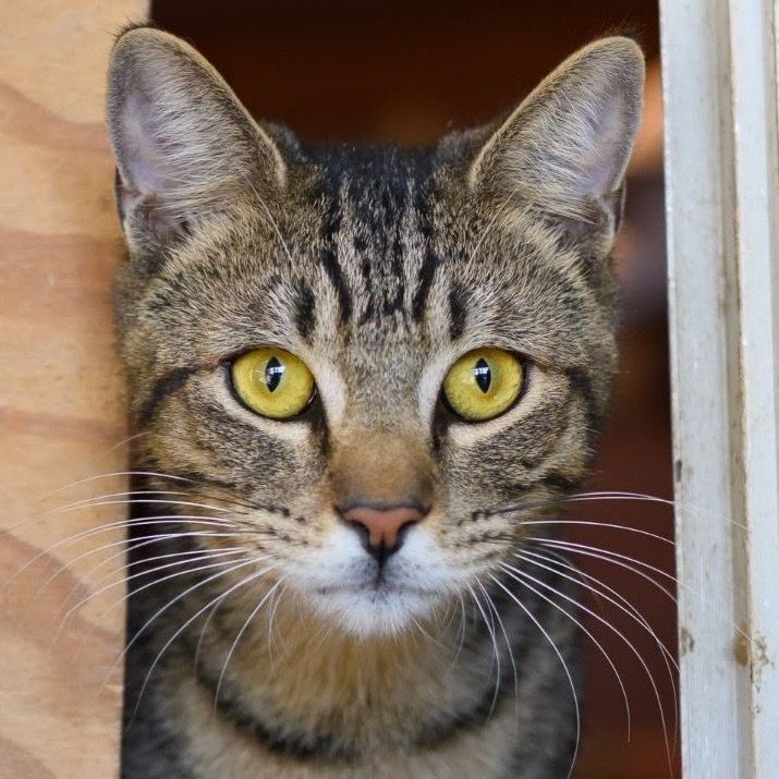 Asher, a Adoptable mixed breed in Bulverde, TX image 6/12