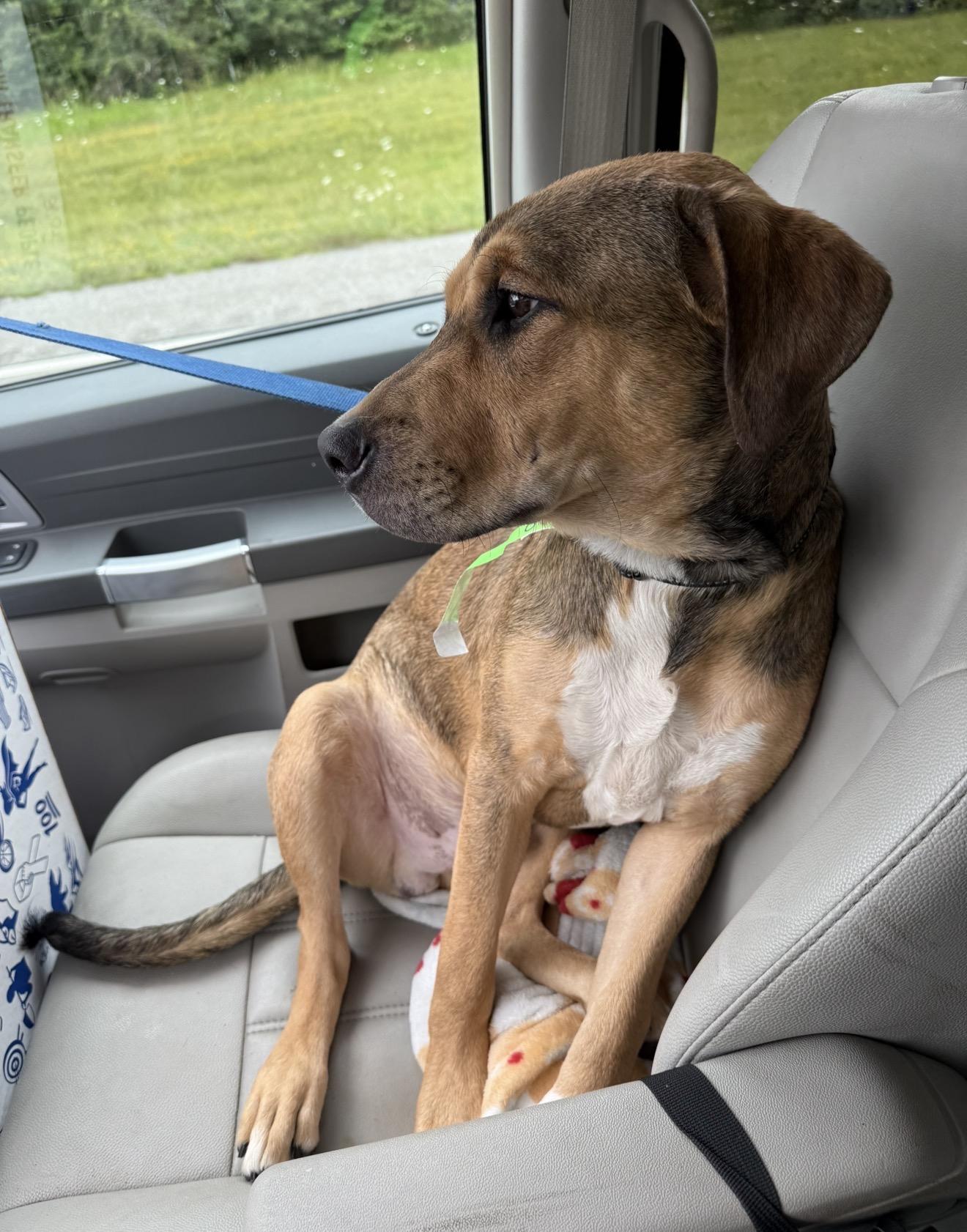 Enlarge Otis, a Adoptable mixed breed in Middlefield , OH image 3/3