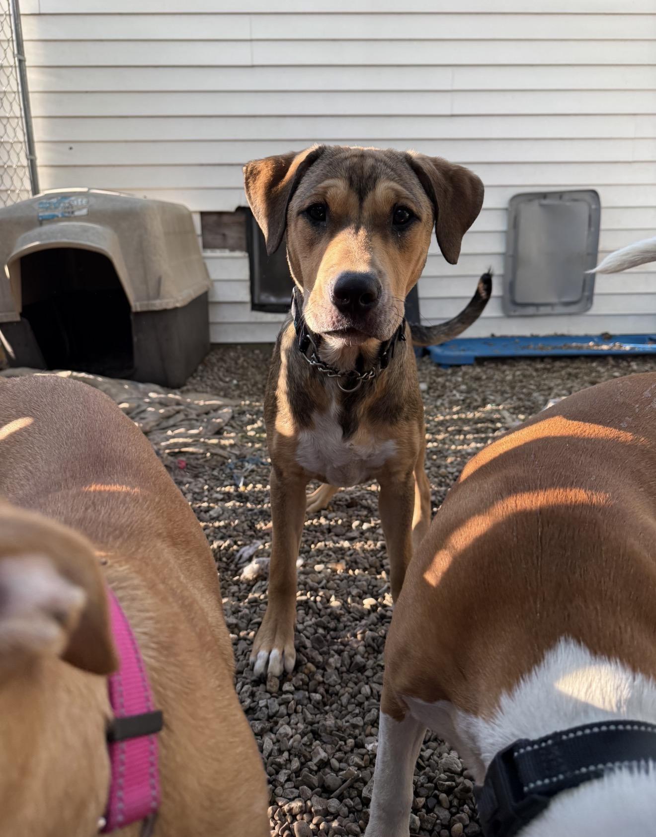 Enlarge Otis, a Adoptable mixed breed in Middlefield , OH image 2/3