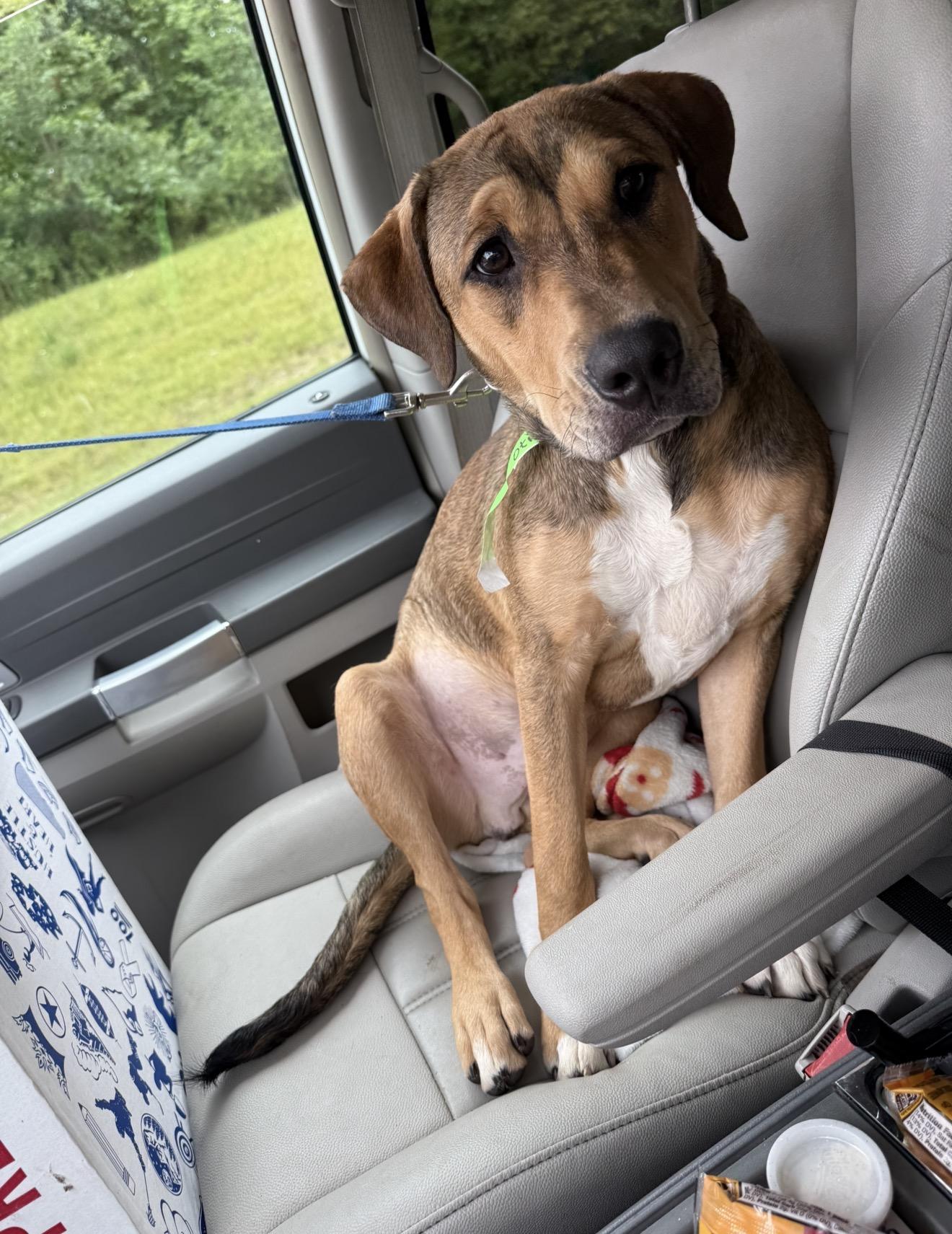 Otis, Adoptable, Young Male Shepherd.