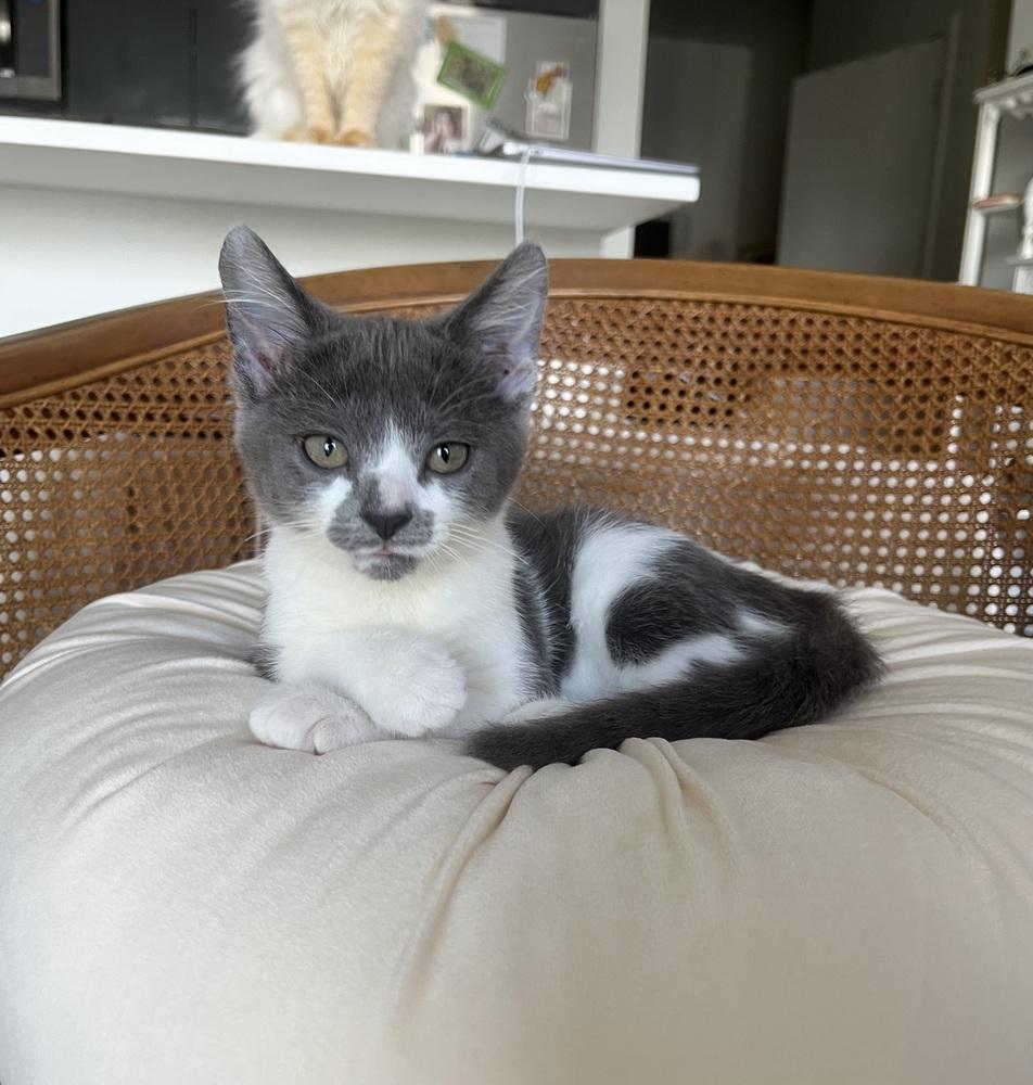Mustachio Pistachio, Adoptable, Kitten Female Domestic Short Hair.