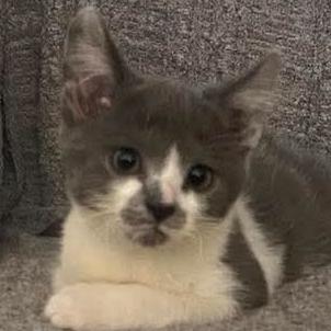 Enlarge Mustachio Pistachio, a Adoptable Domestic Short Hair in Chicago, IL image 3/6