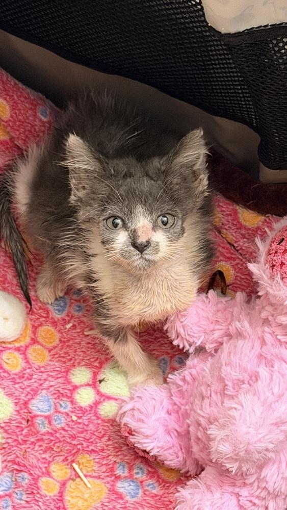 Enlarge Mustachio Pistachio, a Adoptable Domestic Short Hair in Chicago, IL image 4/6