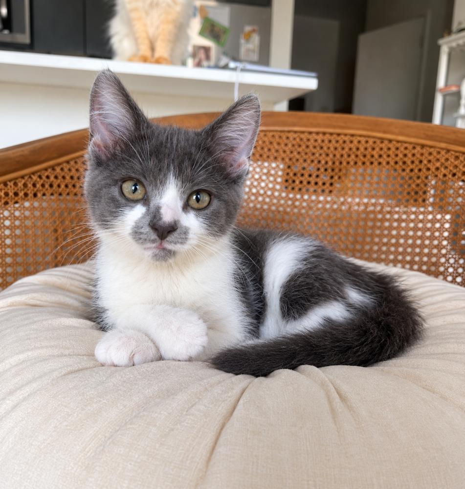Enlarge Mustachio Pistachio, a Adoptable Domestic Short Hair in Chicago, IL image 5/6