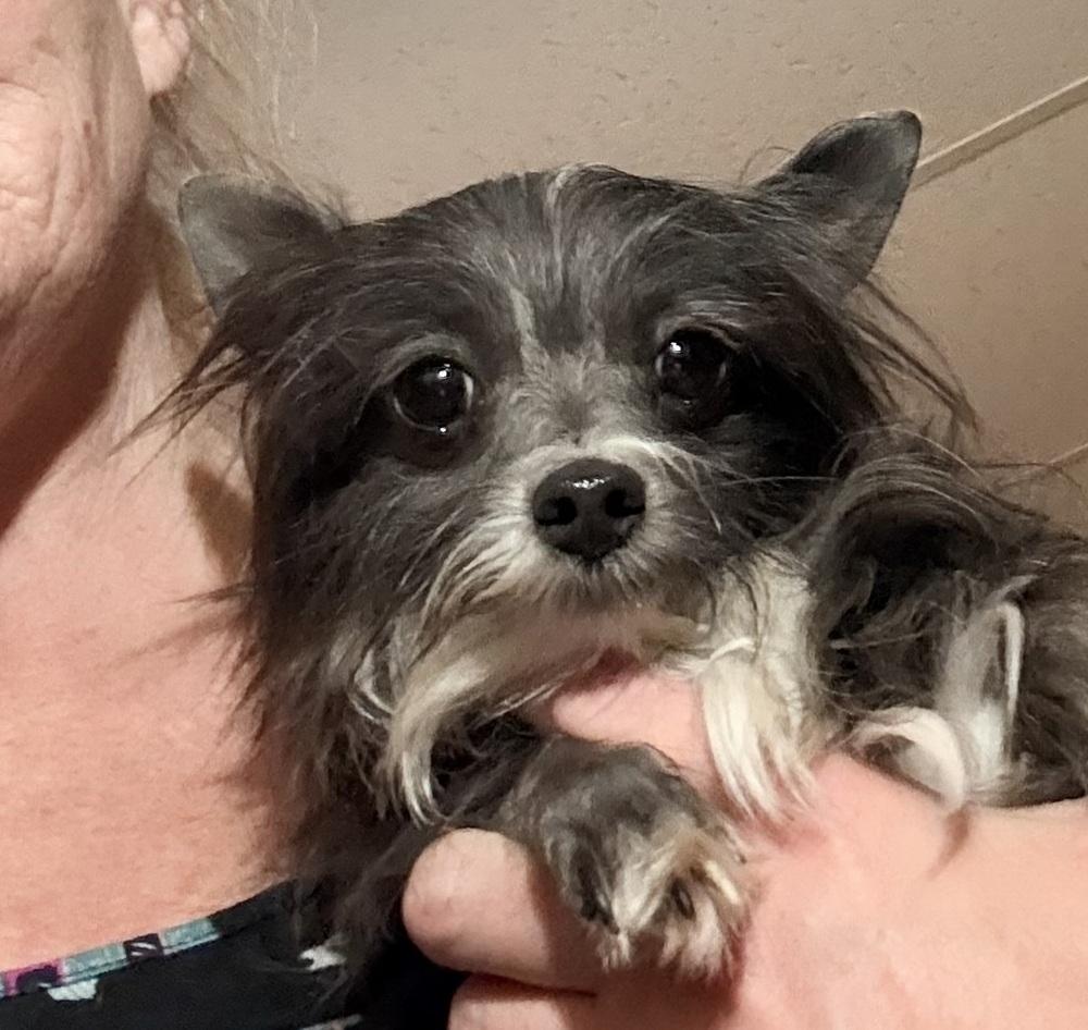 Enlarge GIRLFRIEND, a Adoptable mixed breed in Broomfield, CO image 1/1