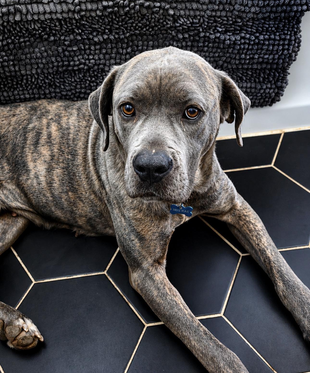Enlarge Iris Rae, a ADOPTABLE Cane Corso in Youngstown, OH image 2/4