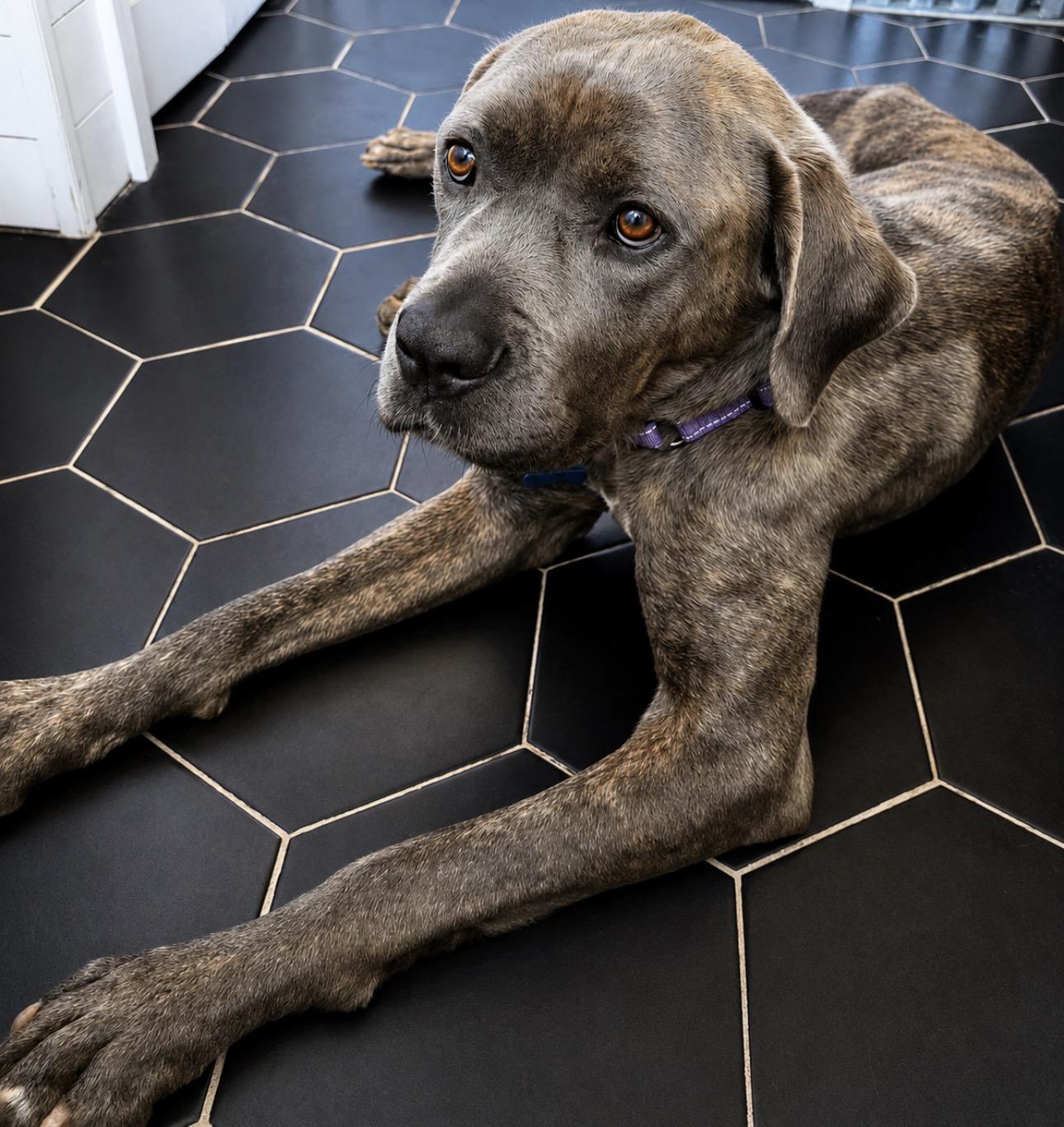 Enlarge Iris Rae, a ADOPTABLE Cane Corso in Youngstown, OH image 4/4