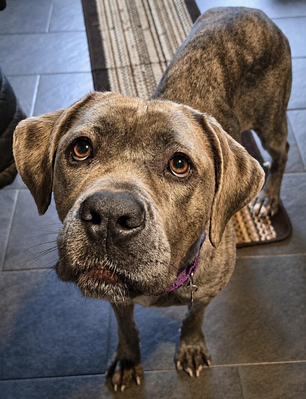 Enlarge Iris Rae, a ADOPTABLE Cane Corso in Youngstown, OH image 3/4