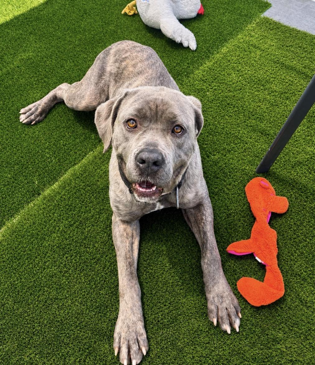 Enlarge Iris Rae, a ADOPTABLE Cane Corso in Youngstown, OH image 1/4