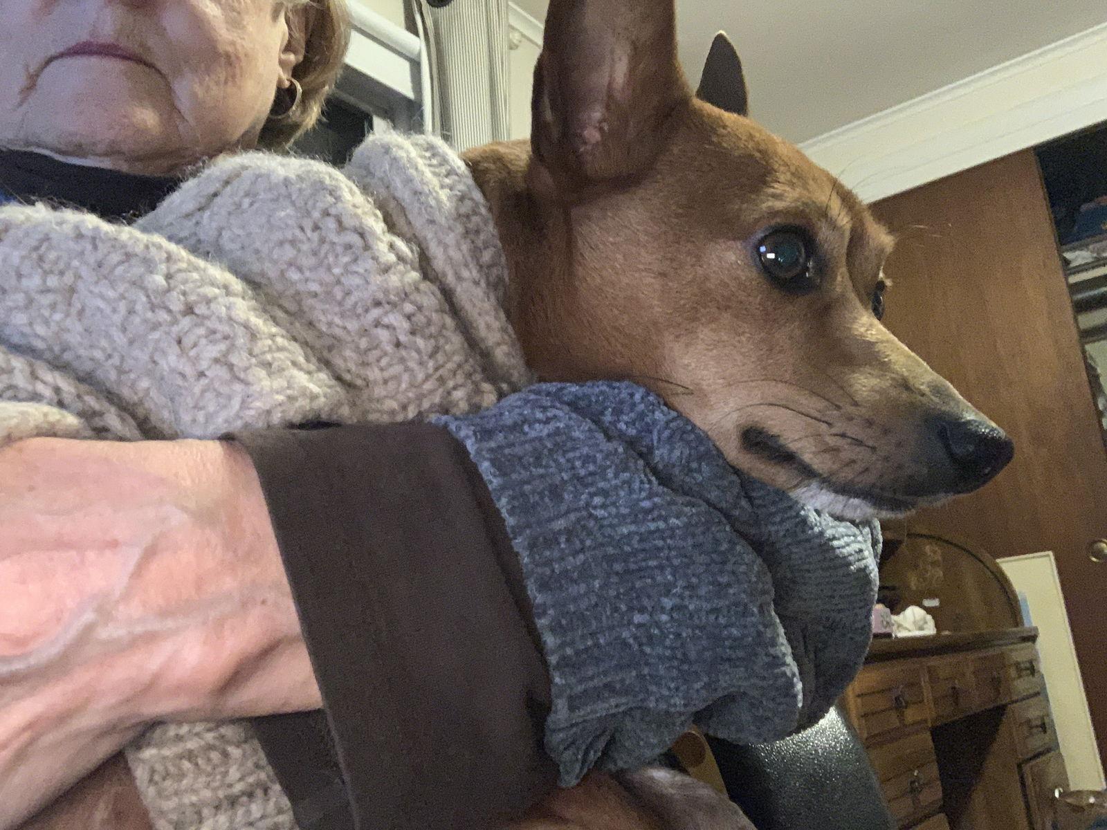 Gomez Adams *LOCAL*, Adoptable, Young Male Chihuahua & Rat Terrier.