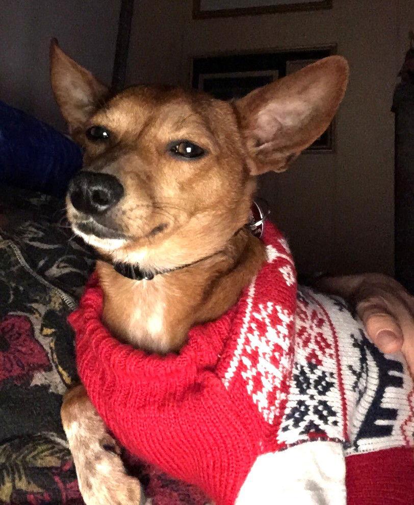 Gomez Adams *LOCAL*, Adoptable, Young Male Chihuahua & Rat Terrier.