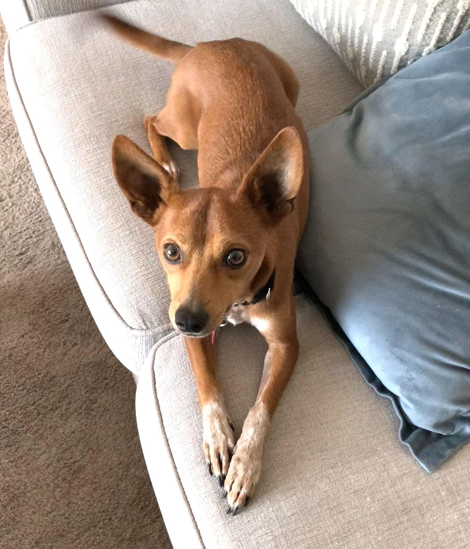 Gomez Adams *LOCAL*, Adoptable, Young Male Chihuahua & Rat Terrier.